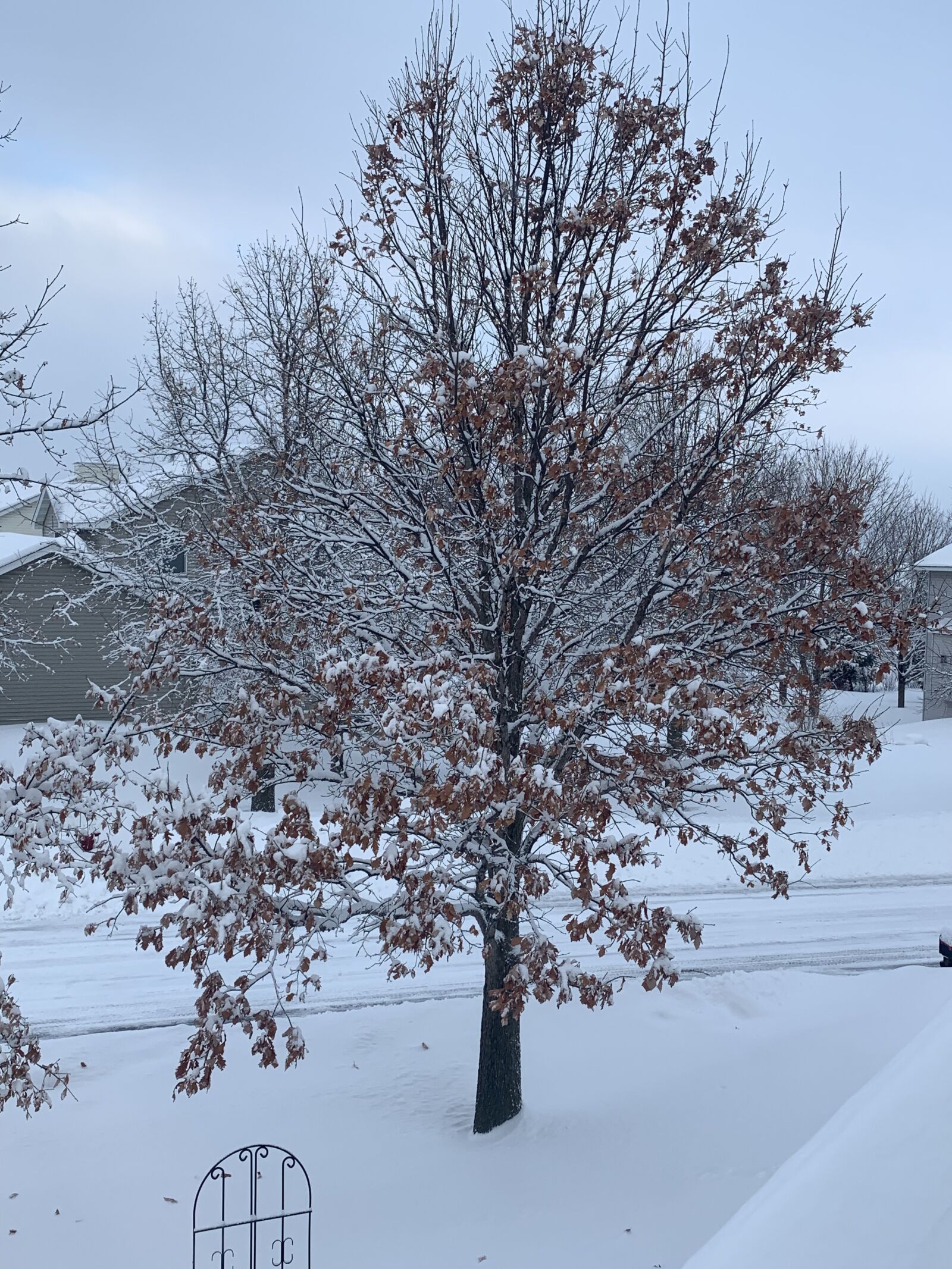 iPhone XR back camera 4.25mm f/1.8 sample photo. Minnesota, snow, winter photography