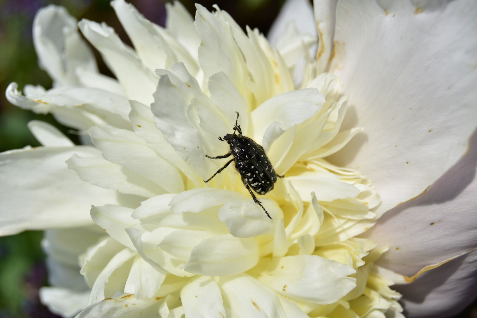 Nikon D5600 sample photo. Beetle on white rose photography