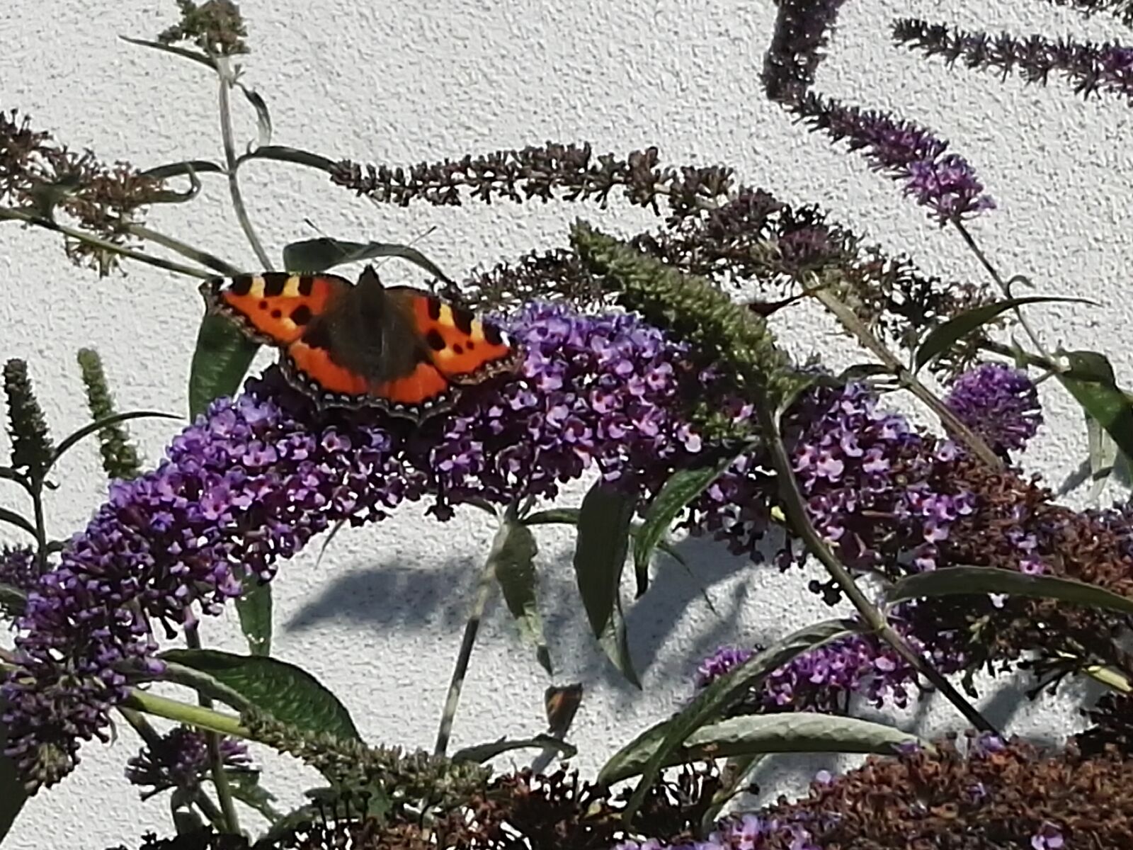 HUAWEI GRA-L09 sample photo