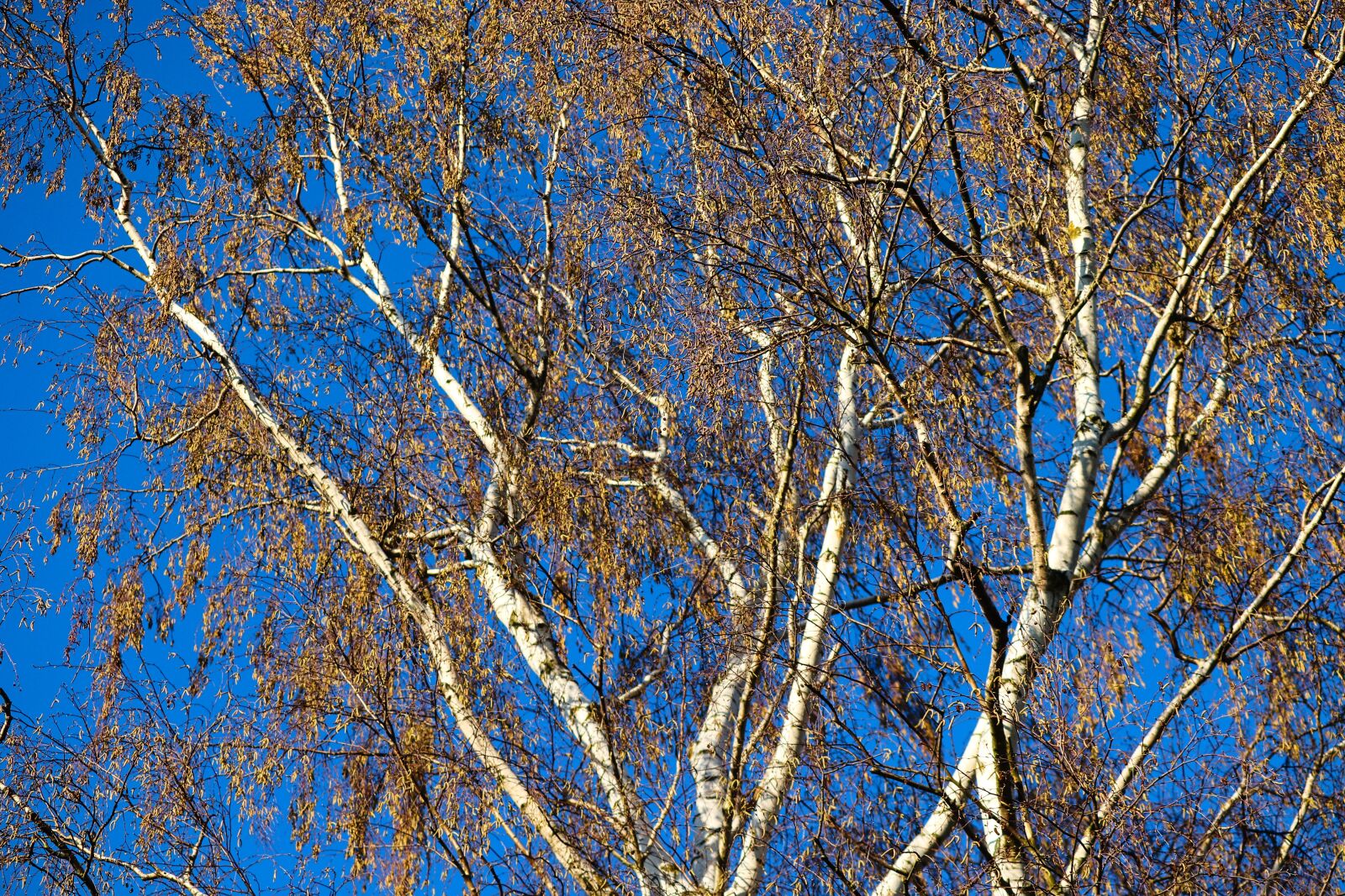 Canon EOS 200D (EOS Rebel SL2 / EOS Kiss X9) sample photo. Birch, betula, spring photography