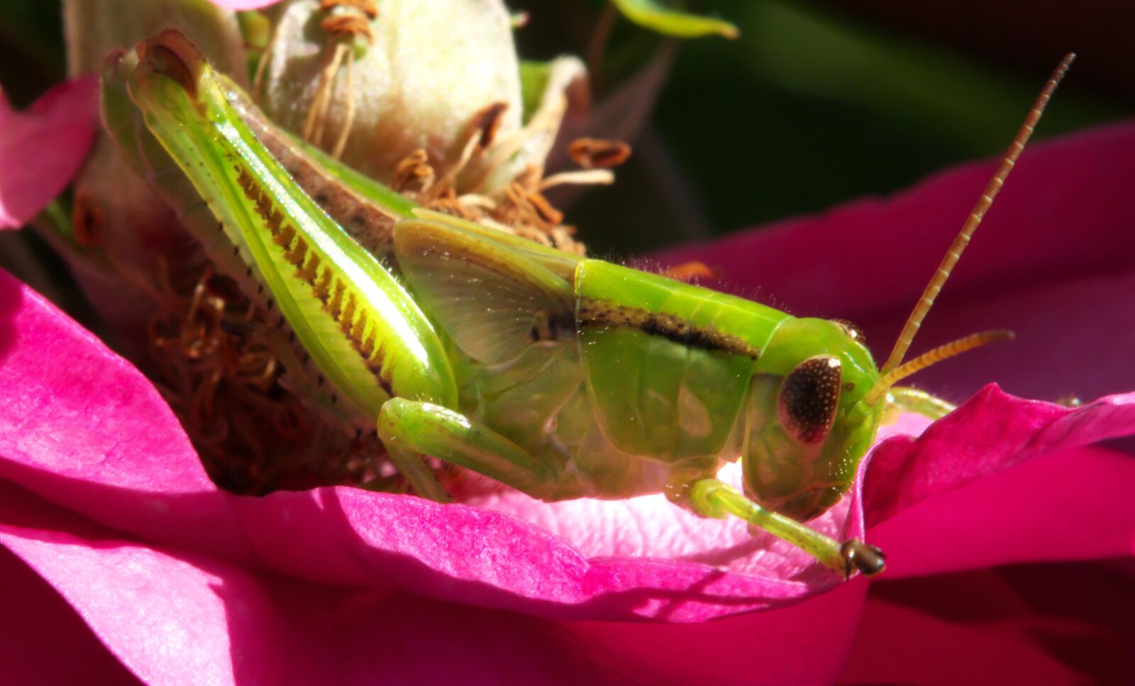Canon EOS 70D sample photo. Grasshopper, insect, nature photography