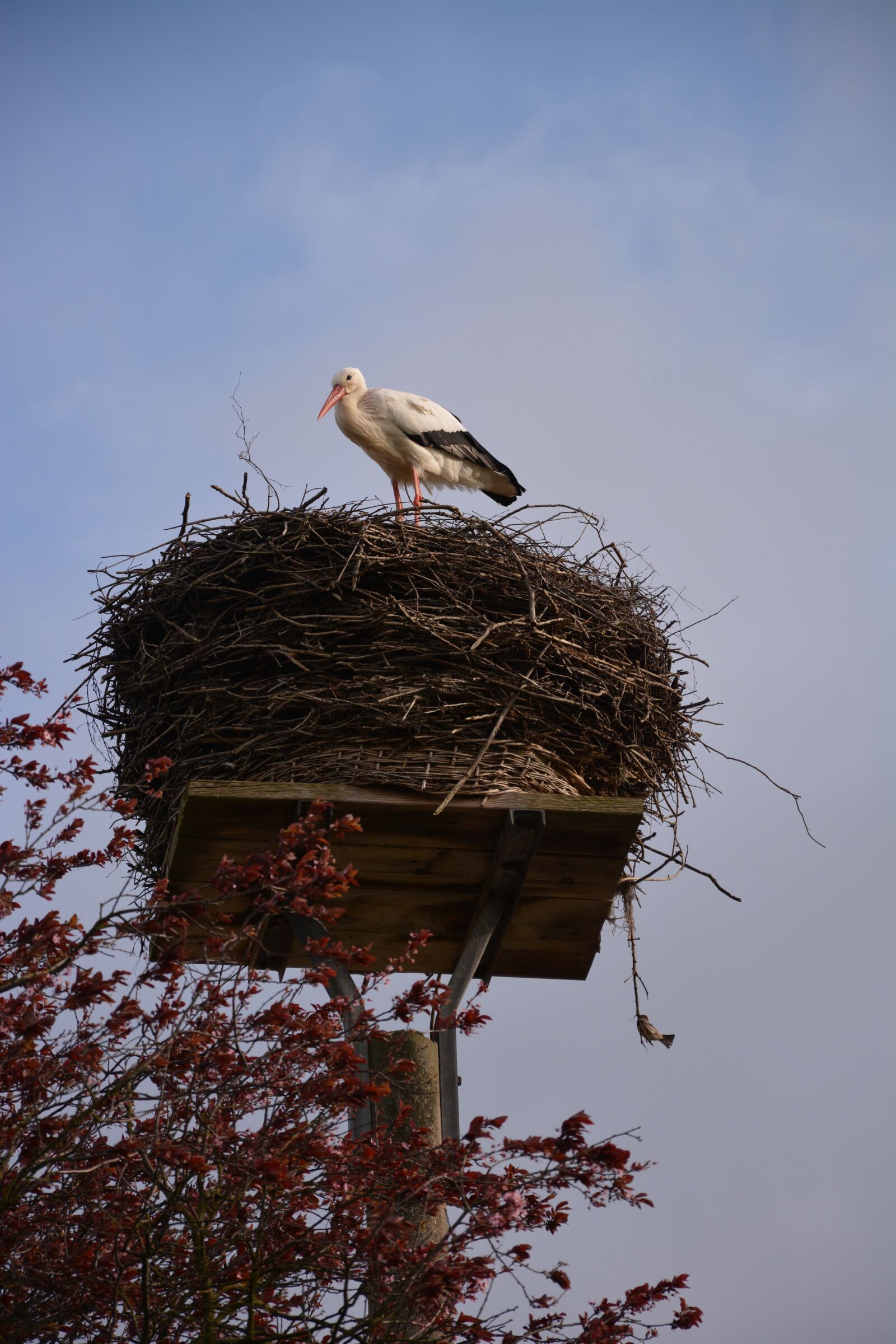 Nikon D7100 sample photo. Stork, storchennest, rattle stork photography