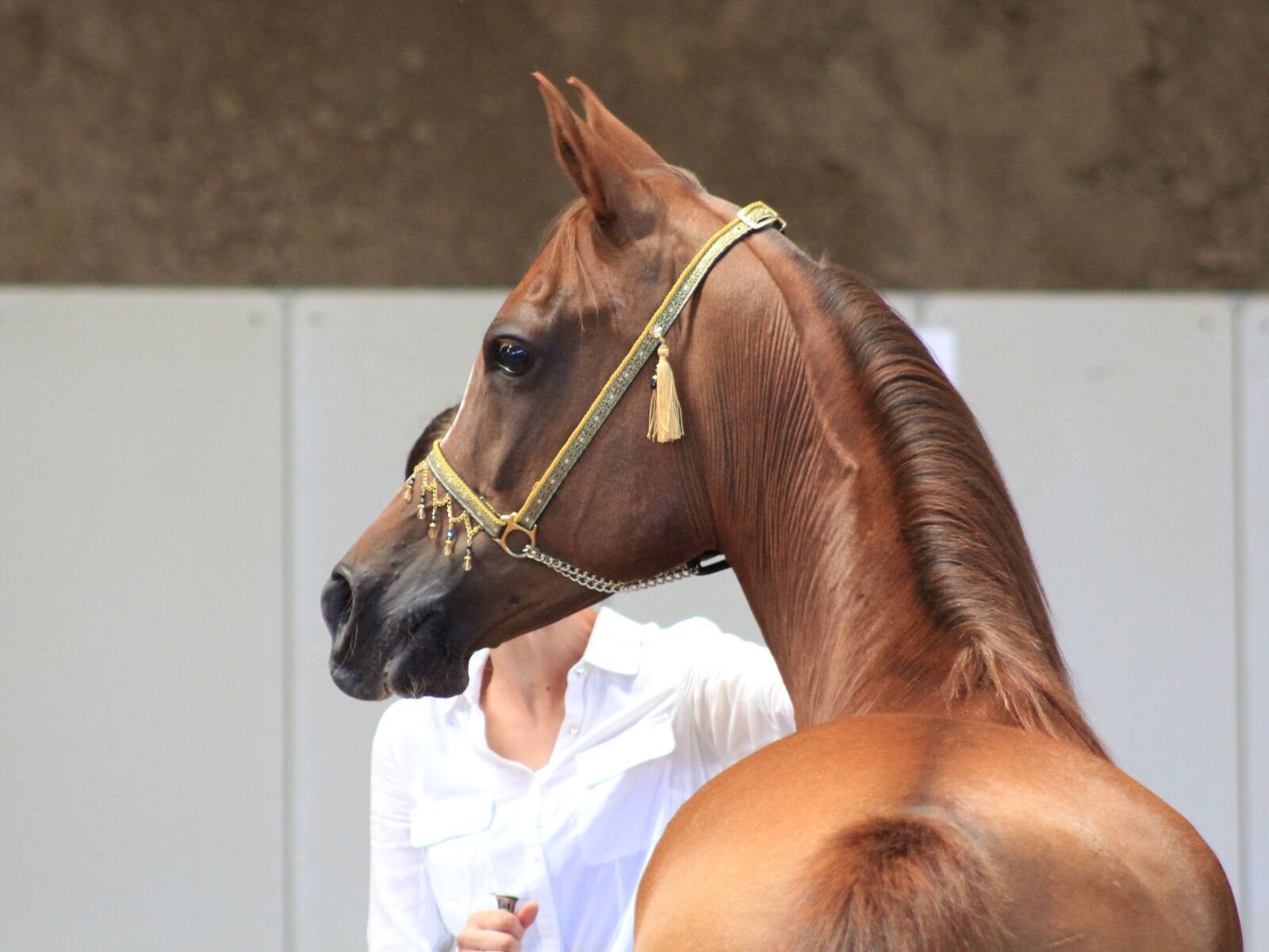 Canon EF 75-300mm f/4-5.6 sample photo. Horse, thoroughbred arabian, horse photography