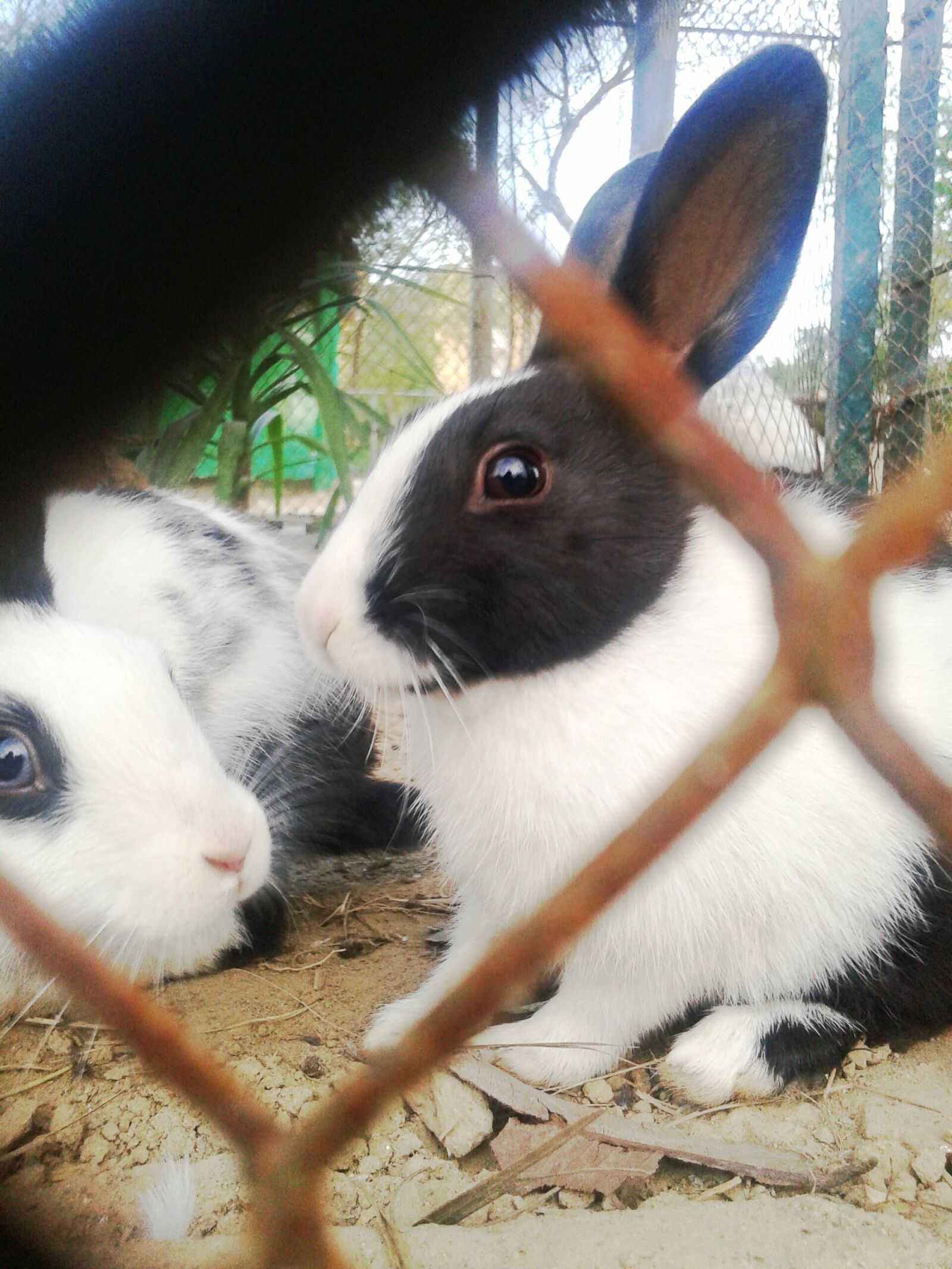 Samsung Galaxy Core sample photo. Pet, rabbit, blackandwhite, focused photography