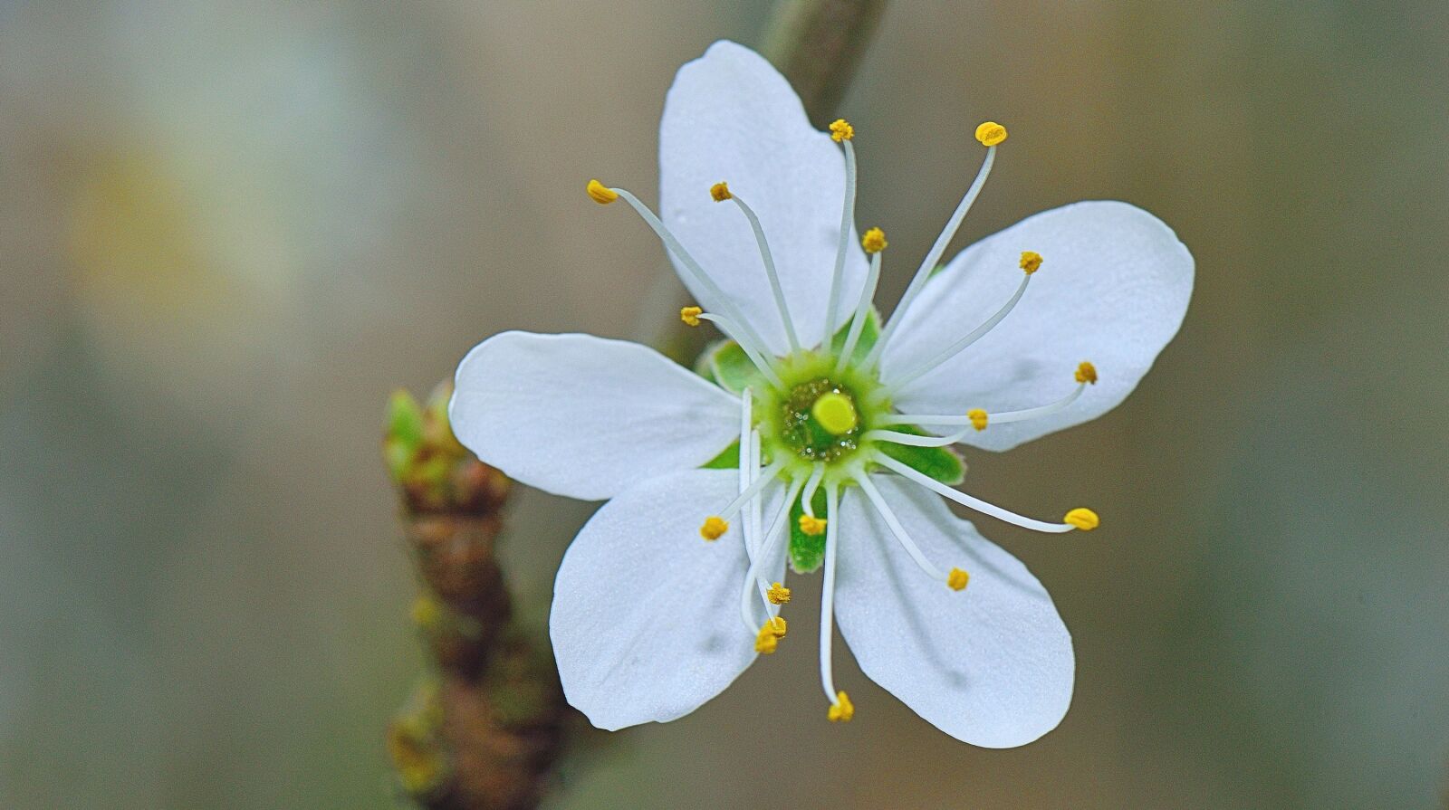 Nikon D5300 sample photo. Nature, flower, flowers photography