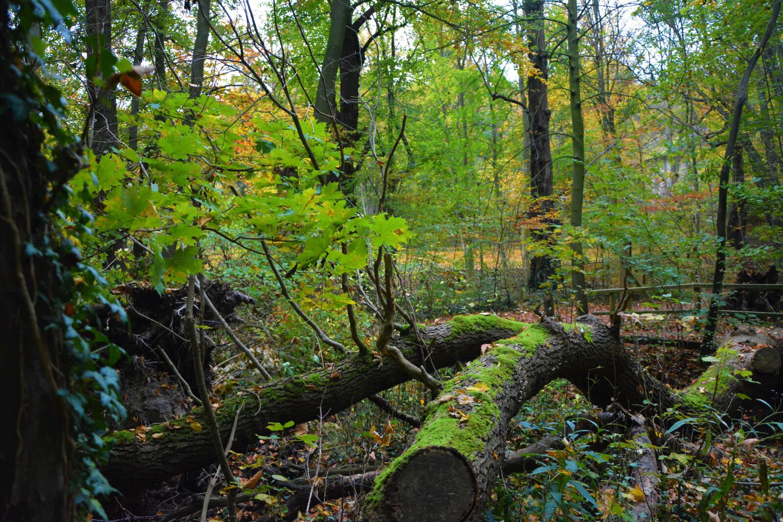 Nikon D5200 sample photo. Forest, dark, moss photography