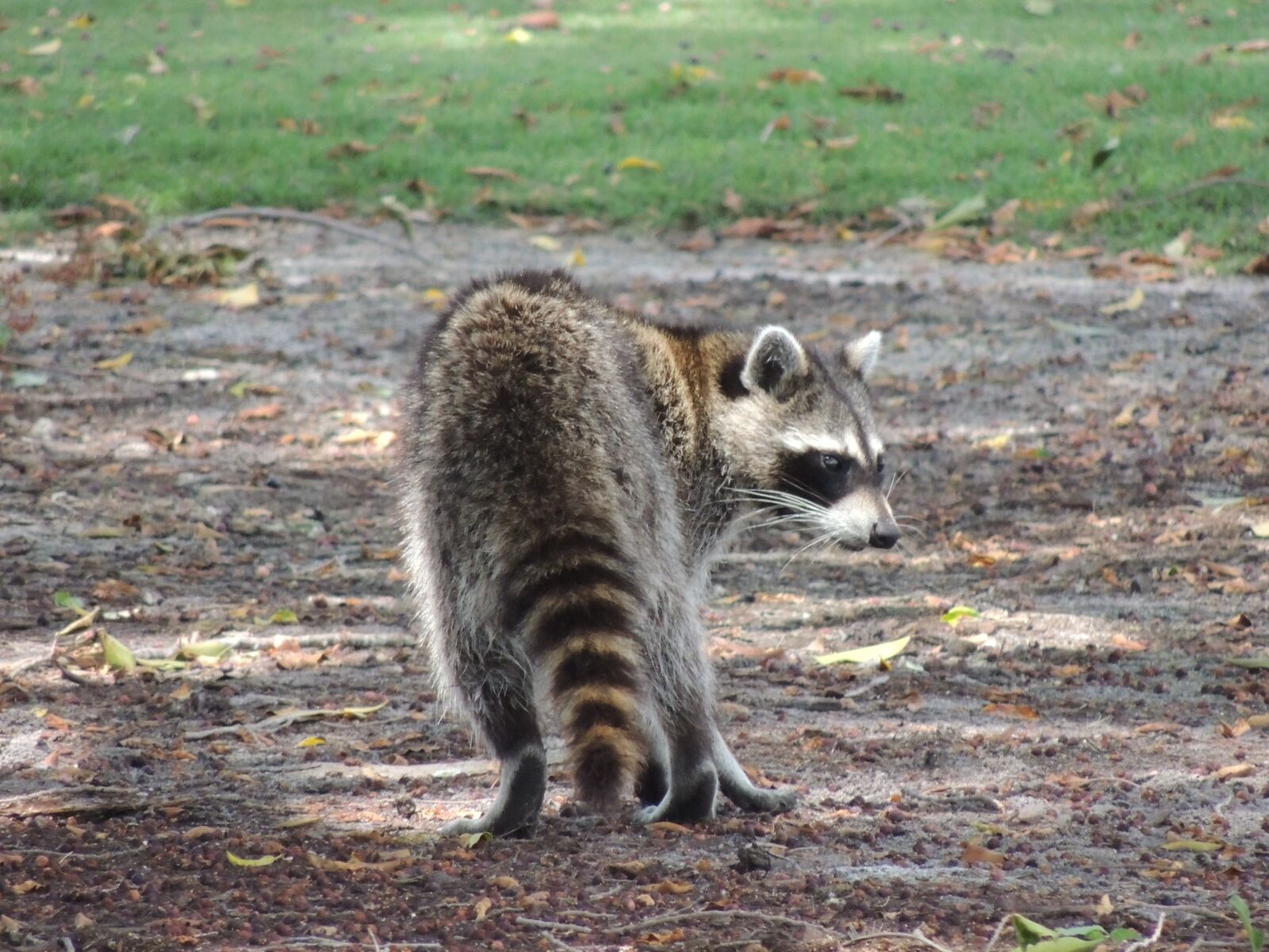 Nikon Coolpix P510 sample photo. Raccoon, wild animal, nature photography