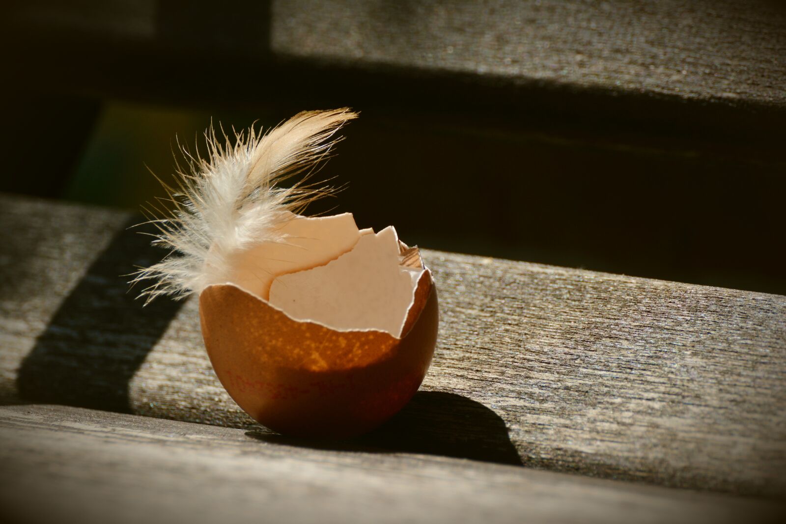 Nikon D5200 sample photo. Egg, hen's egg, eggshell photography