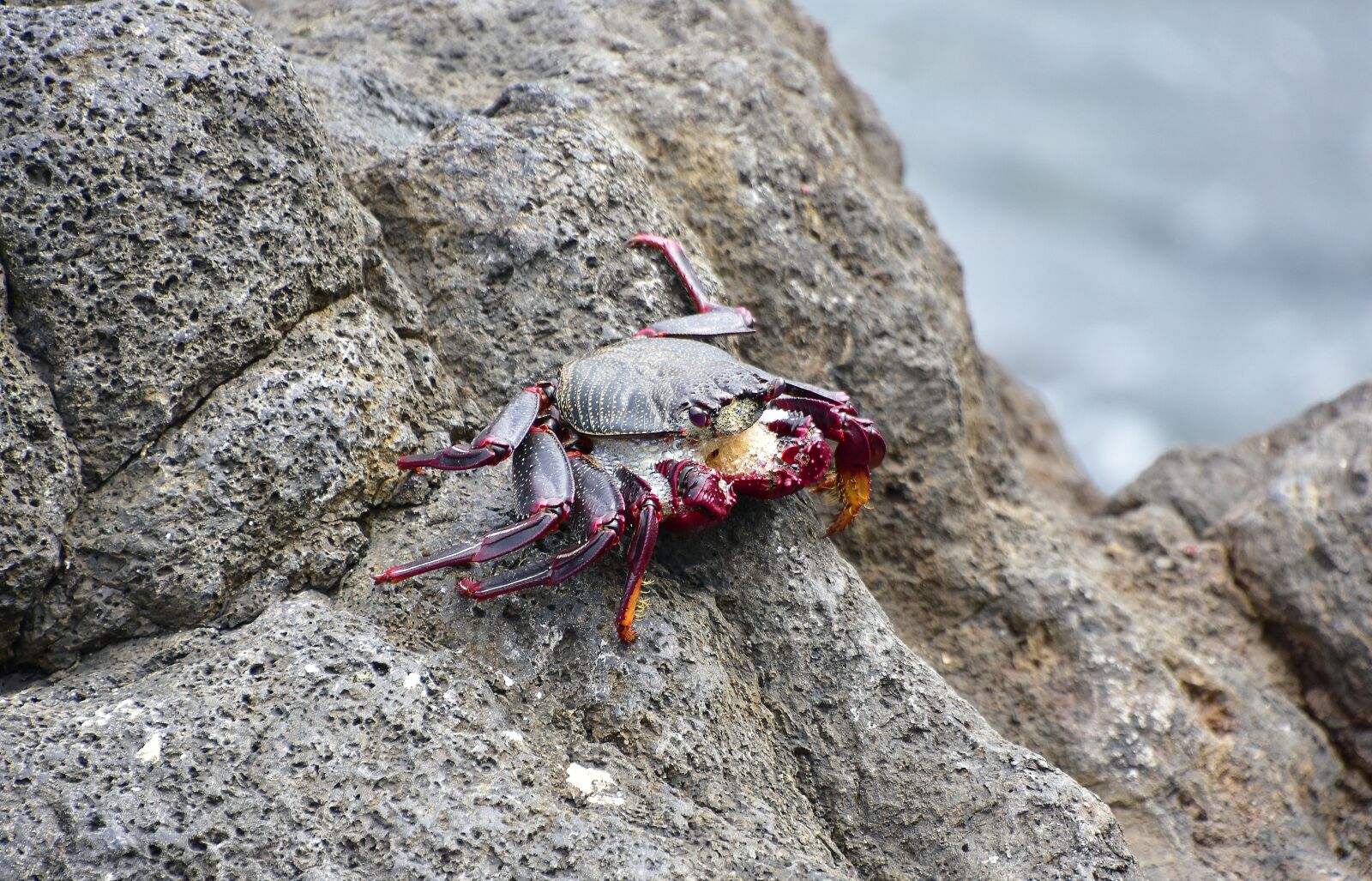 Nikon D7200 sample photo. Crab, sea, crustacean photography