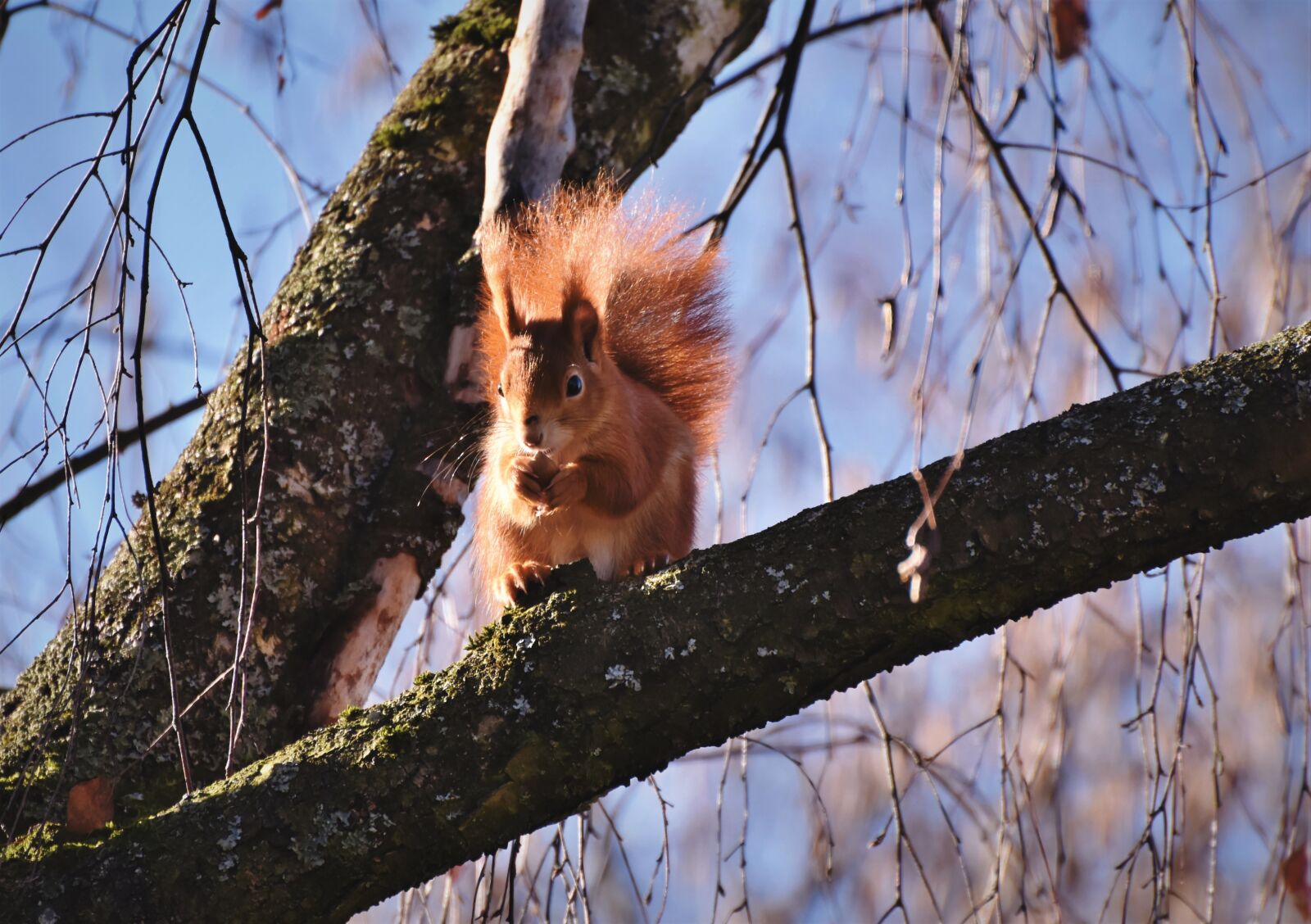Nikon D7200 sample photo. Squirrel, verifiable kitten, rodent photography