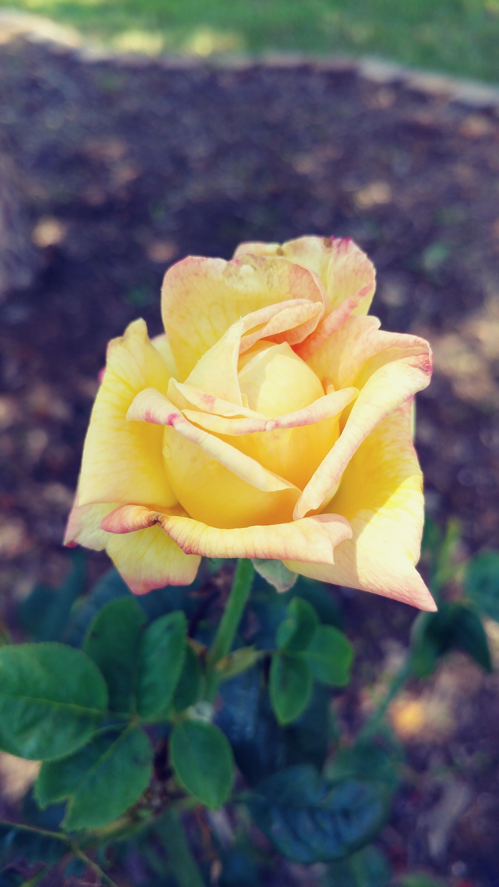 LG V20 sample photo. Rose, yellow, flower photography