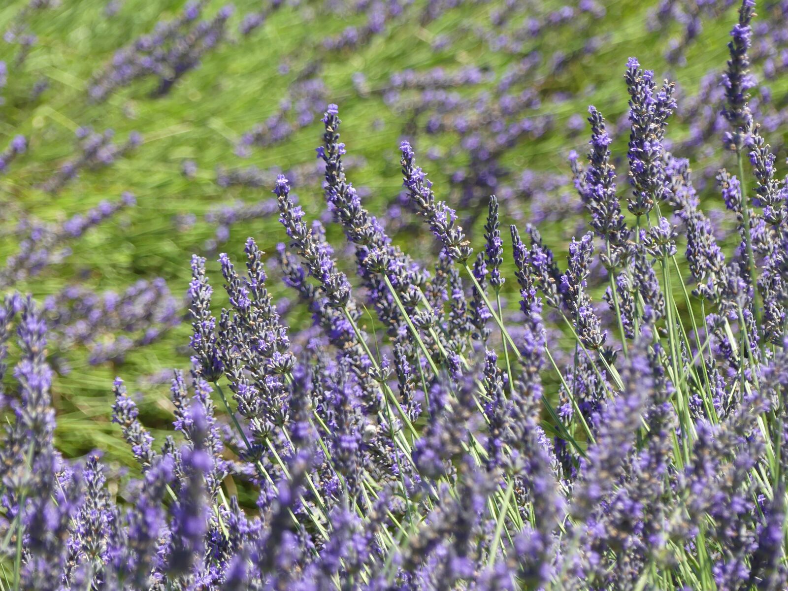 Panasonic Lumix DMC-FZ300 sample photo. Lavender, south of france photography