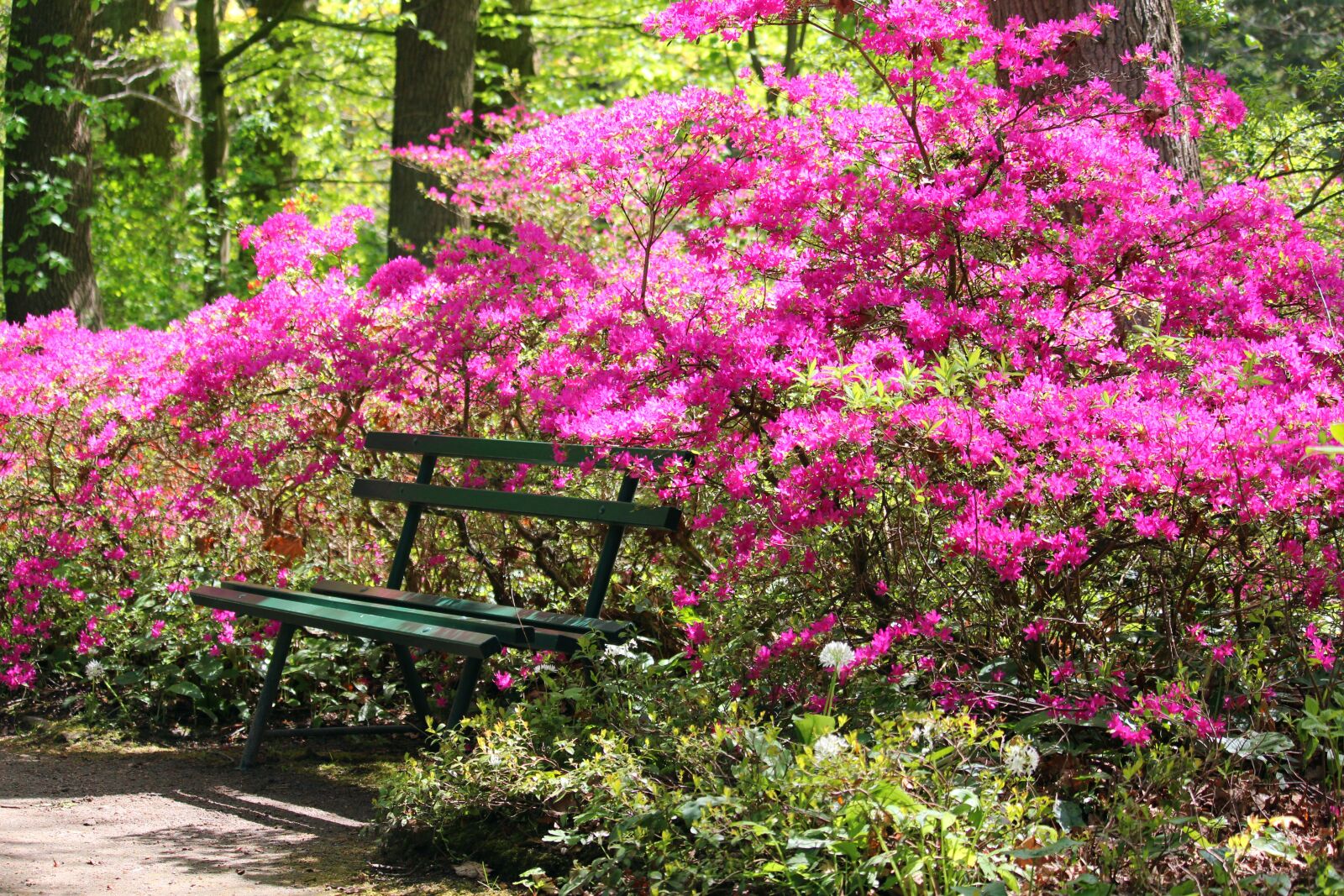Canon EF-S 55-250mm F4-5.6 IS STM sample photo. Azaleas, arboretum, park photography