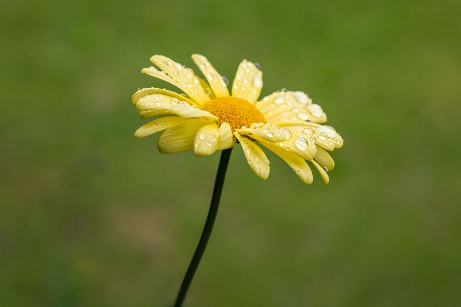 Canon EOS RP sample photo. Flower, macro, raindrop photography