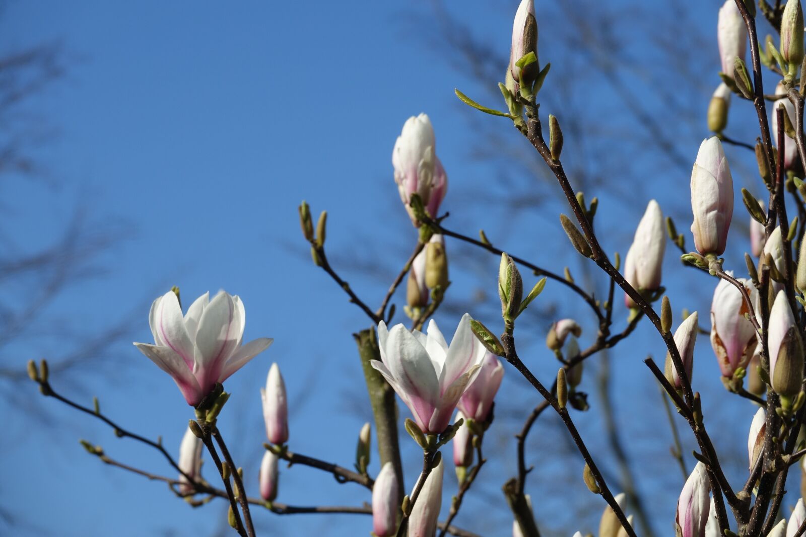 Sony Cyber-shot DSC-RX10 III sample photo. Blossom, magnolia, flower photography