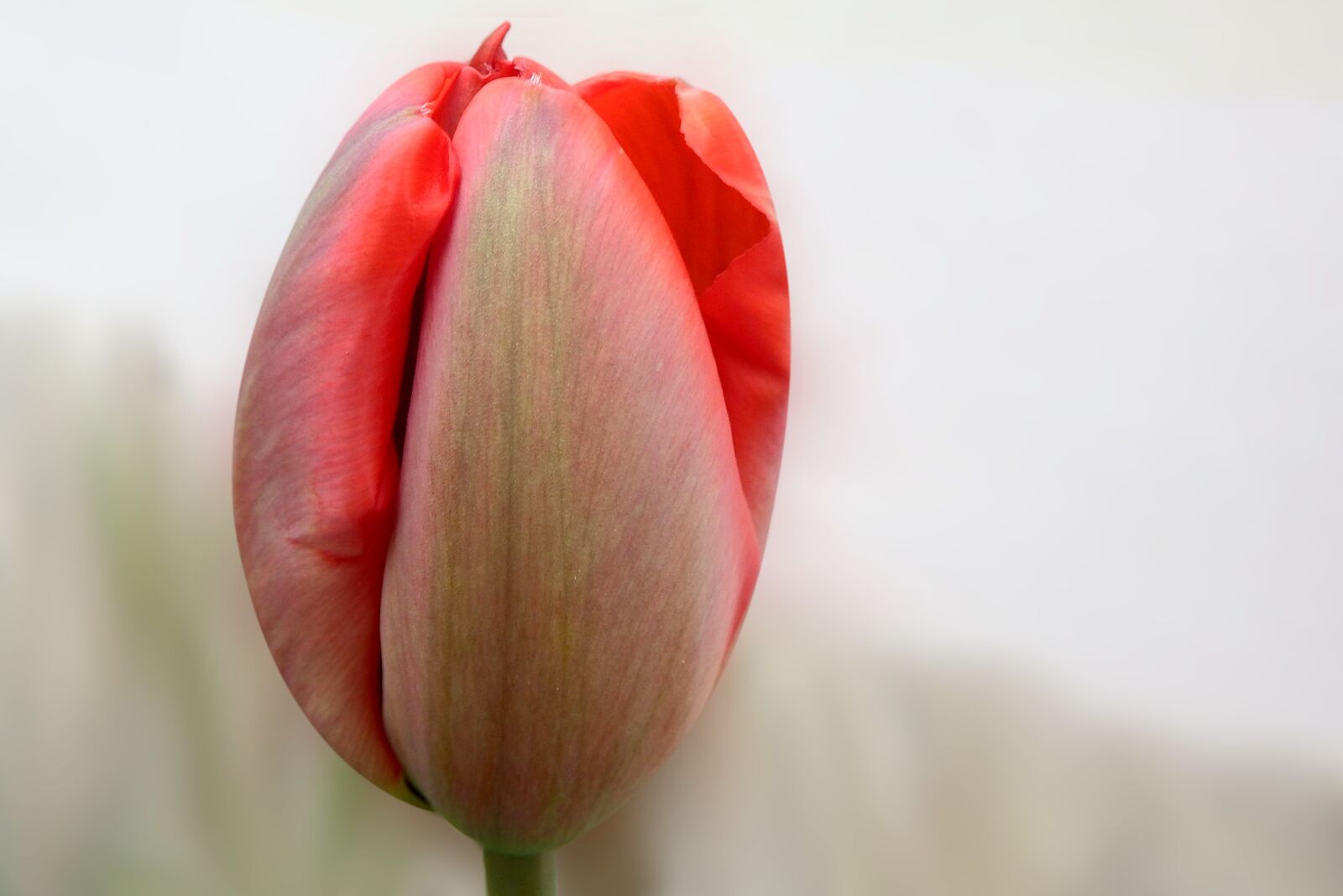 Fujifilm FinePix SL1000 sample photo. Flower, nature, tulip photography