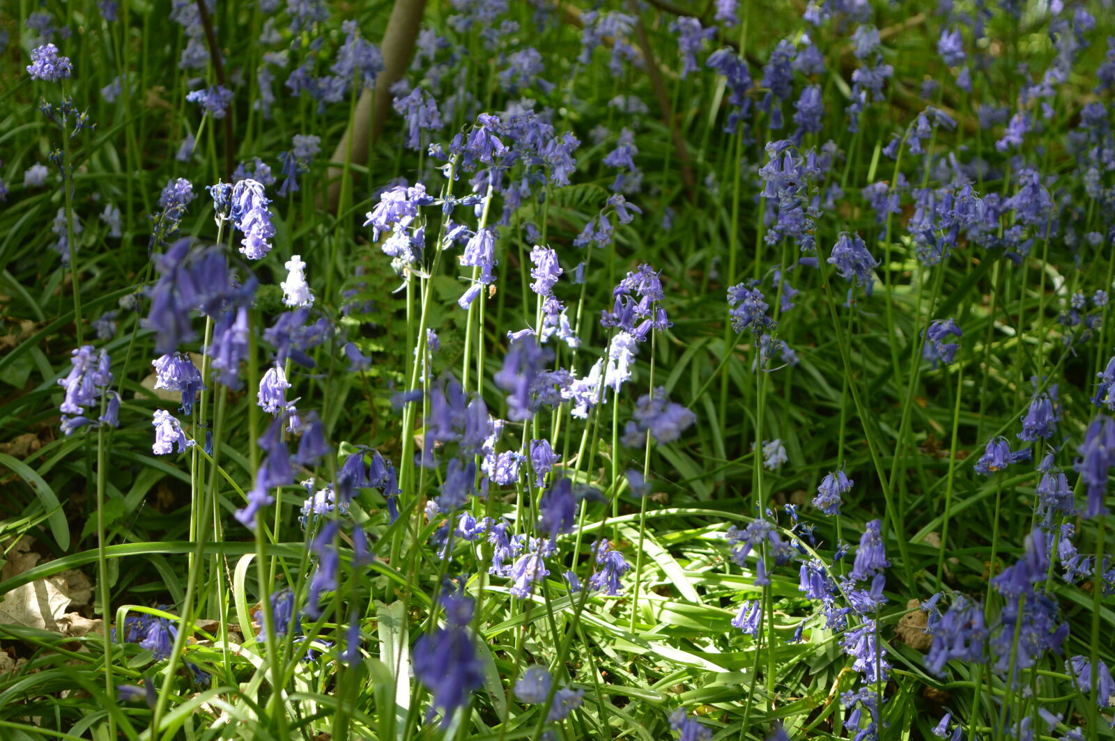 Nikon D3200 sample photo