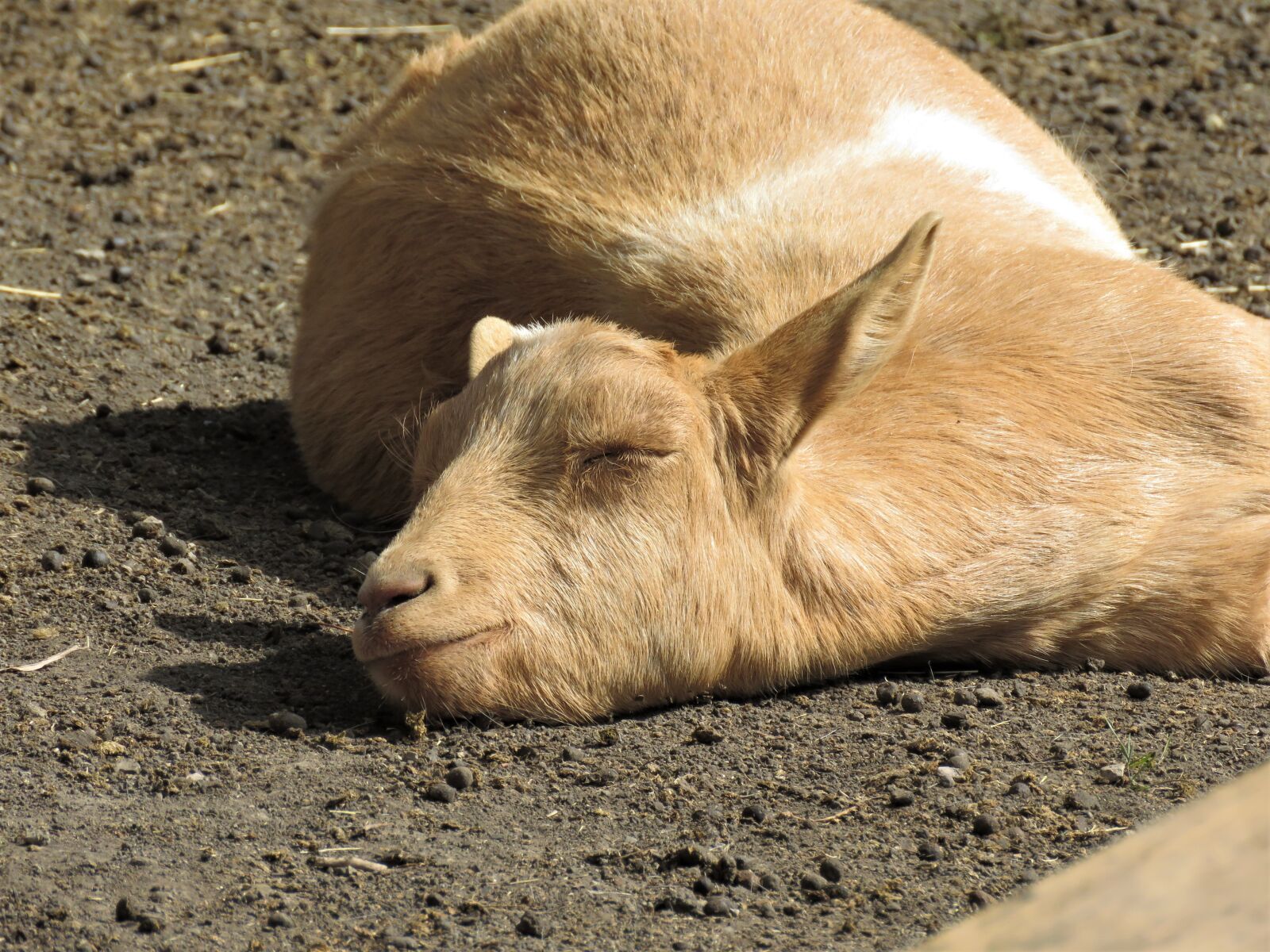 Canon PowerShot SX60 HS sample photo. Goat, farm animal, animal photography
