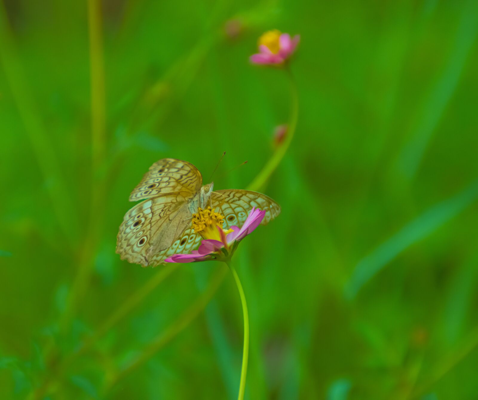 Nikon D3200 sample photo. Butterfly, flower, green photography