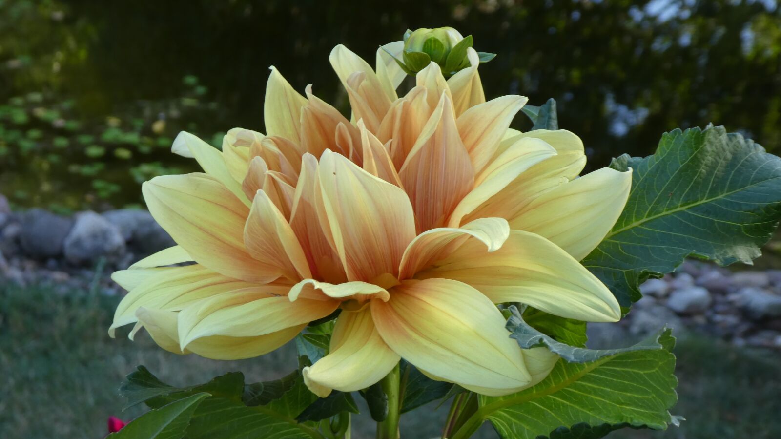 Panasonic DMC-TZ81 sample photo. Dahlia, yellow flower, summer photography