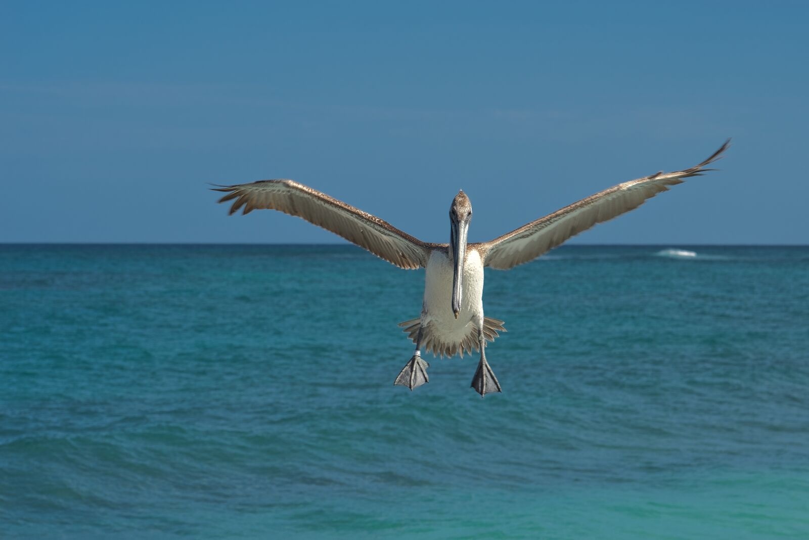 Nikon D800 sample photo. Sea, ocean, bird photography
