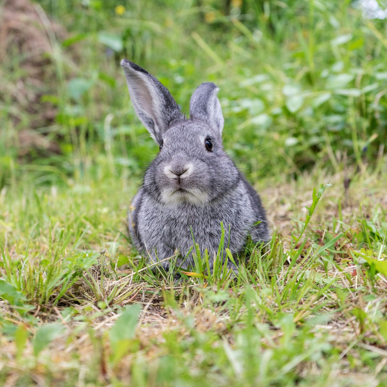 Sony a7 II + Sony FE 28-70mm F3.5-5.6 OSS sample photo. Rabbit, animal, pet photography