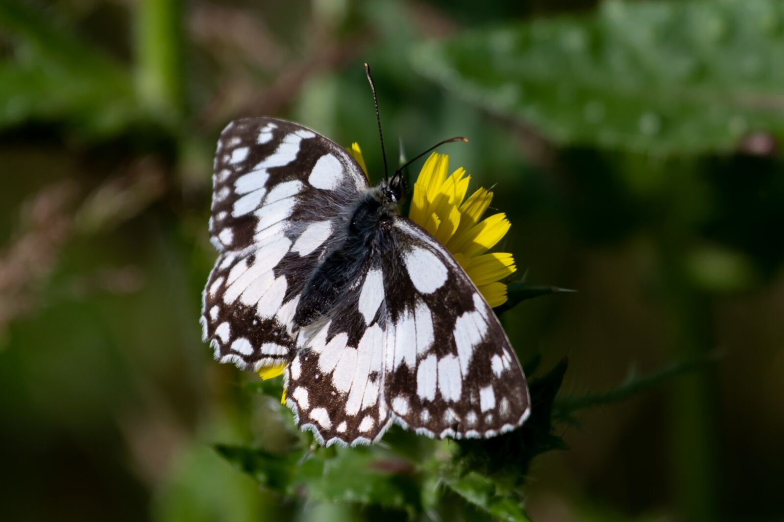 Canon EOS 7D Mark II + Canon EF 70-200mm F4L USM sample photo. Marbled white, butterfly, melanargia photography
