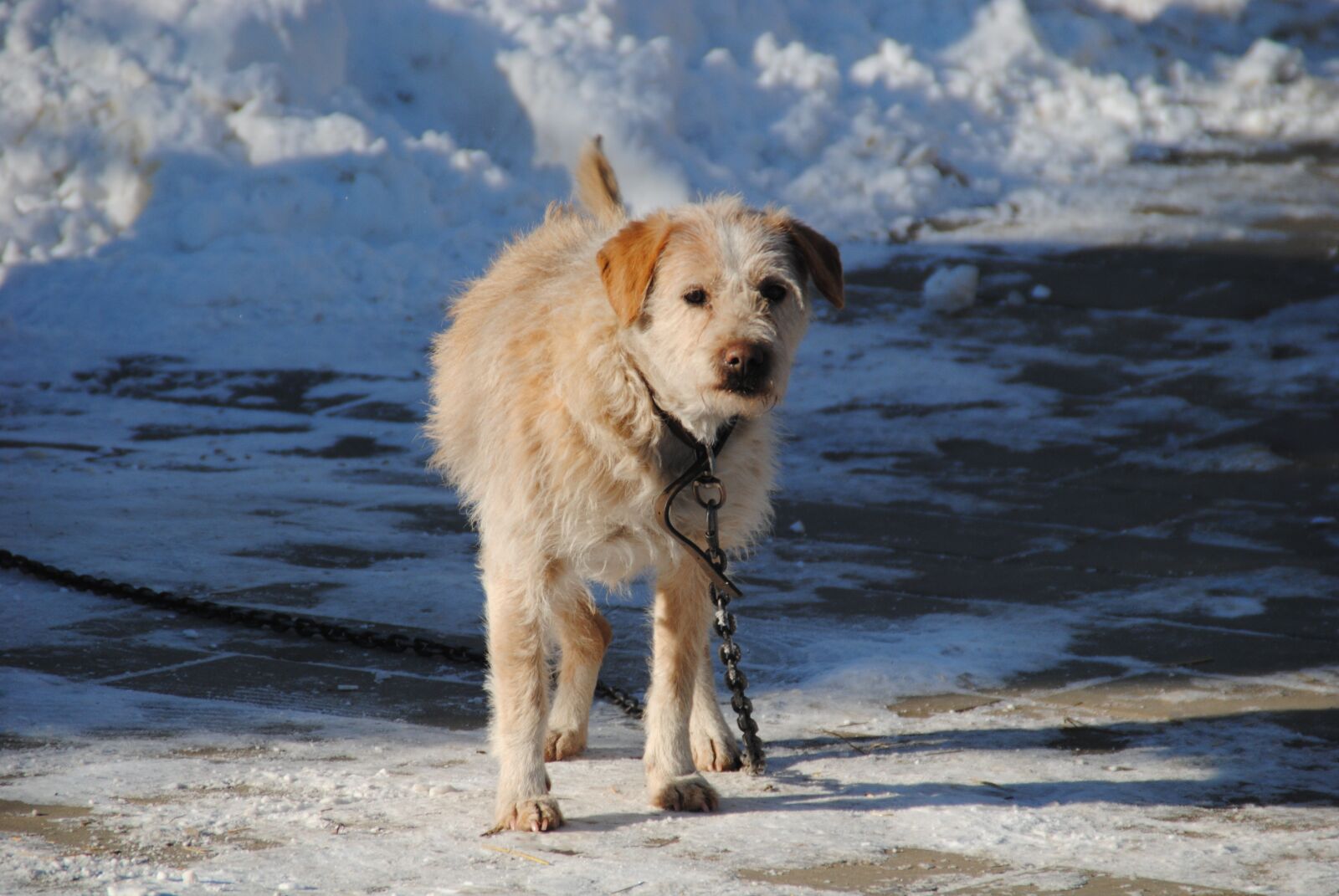 Nikon D3000 sample photo. Dog, bodrík, animal photography