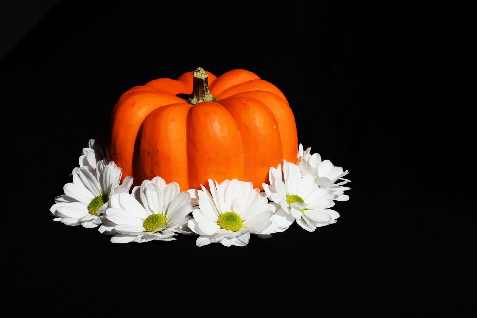 Nikon D5300 sample photo. White, orange, black photography