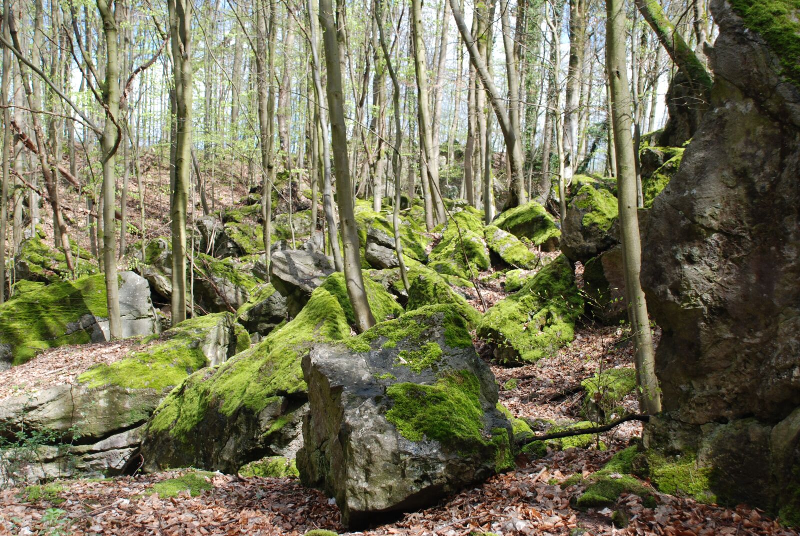 Nikon D80 sample photo. Rock sea, moss, forest photography