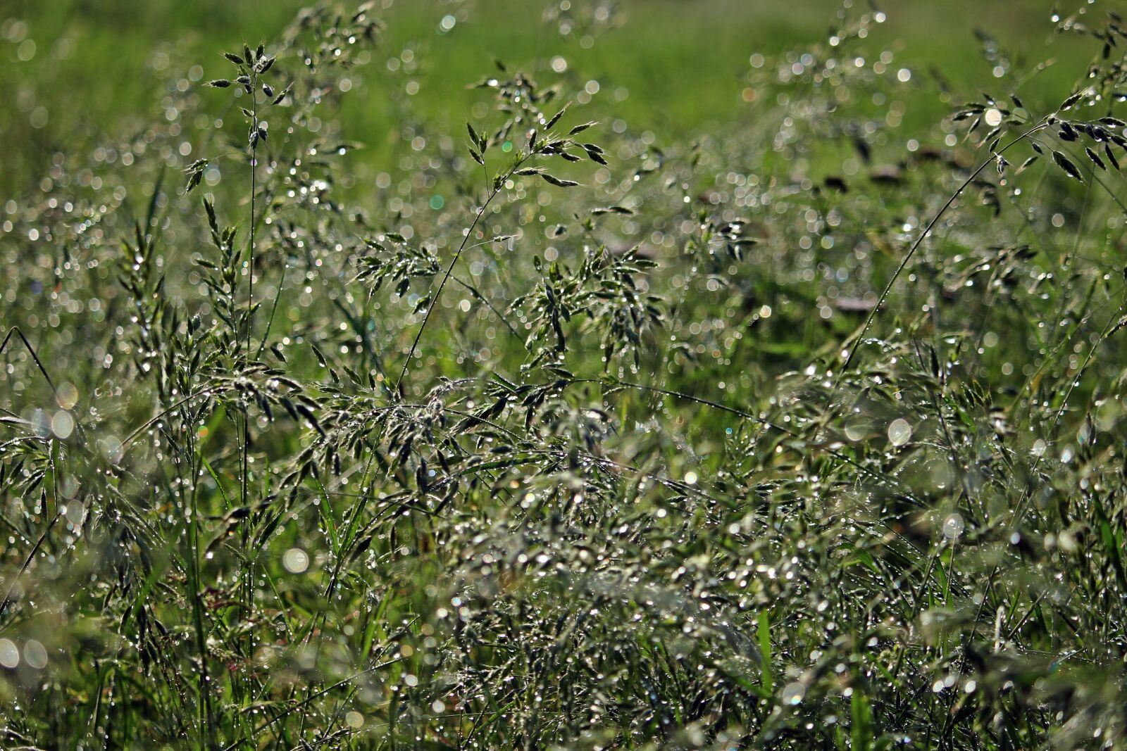 Canon EOS 100D (EOS Rebel SL1 / EOS Kiss X7) sample photo. Grass, dew, dewdrop photography