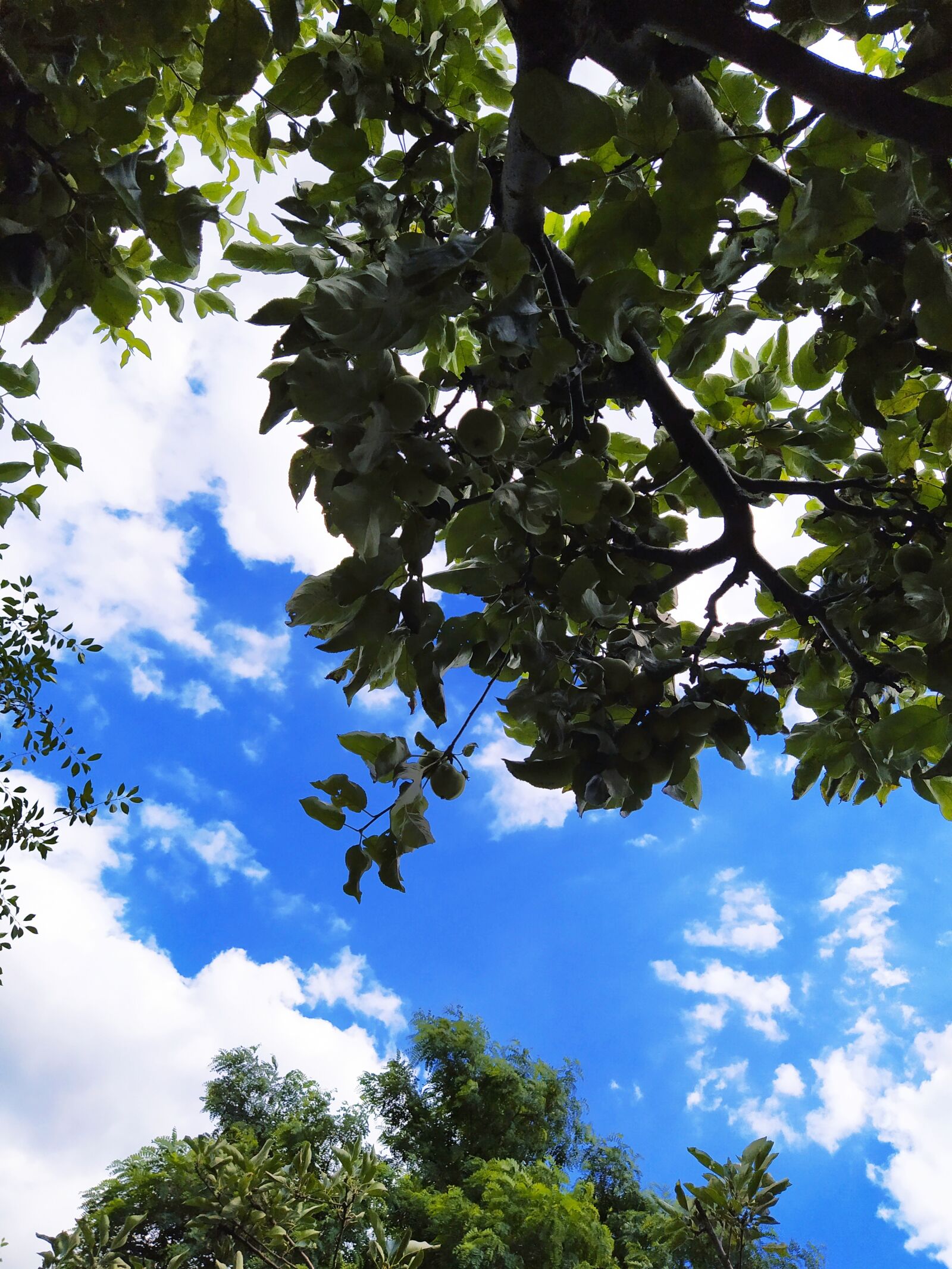 Xiaomi Redmi Note 7 sample photo. Sky, foliage, nature photography