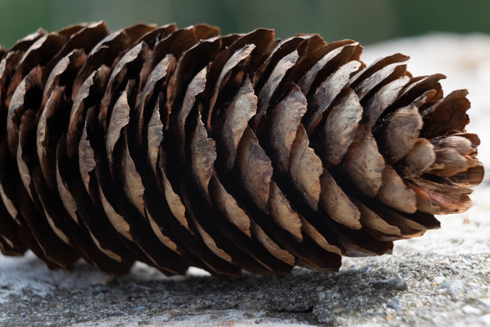 Nikon D3300 sample photo. Cone, crop, pine photography