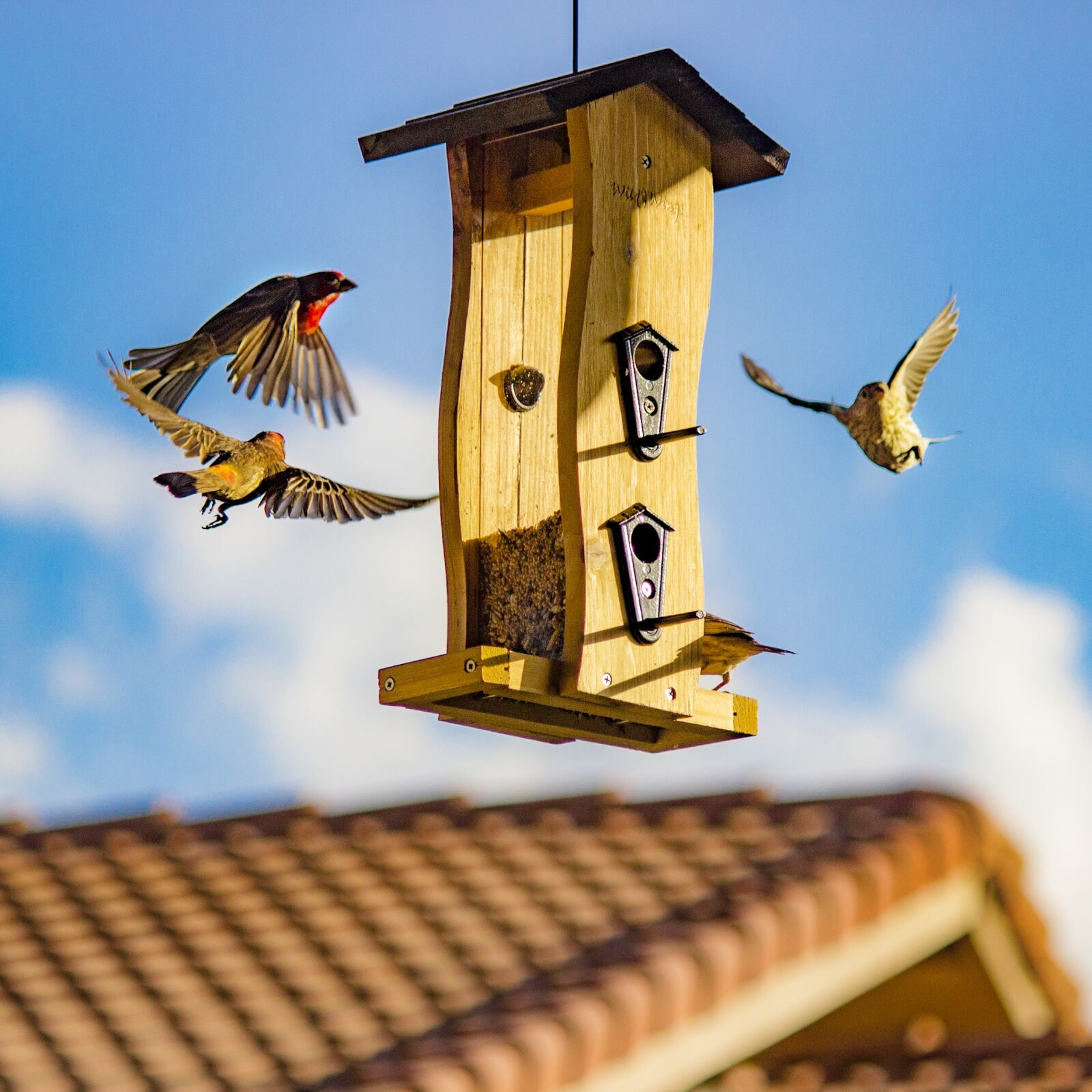 Canon EOS 600D (Rebel EOS T3i / EOS Kiss X5) sample photo. Architecture, bird house, birdhouse photography