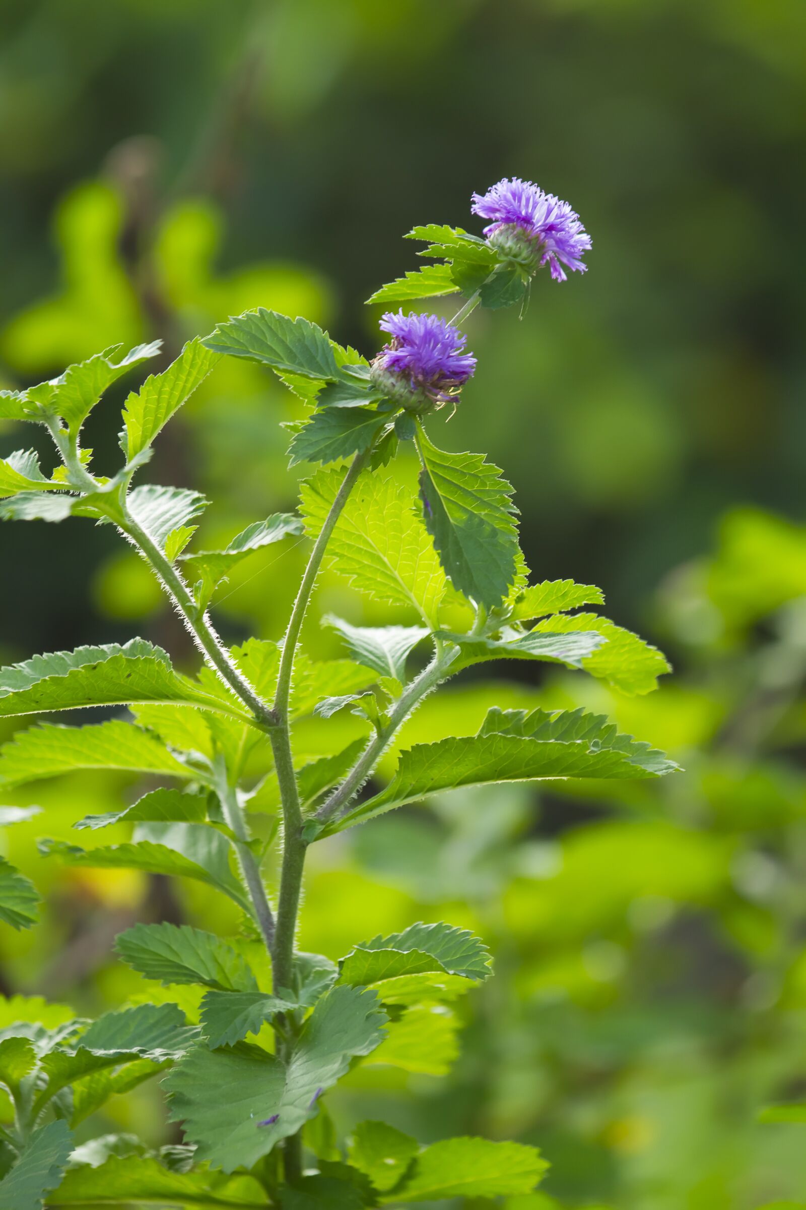 Canon EOS 7D + Canon EF 70-200mm F4L IS USM sample photo. Nature, flower, plant photography