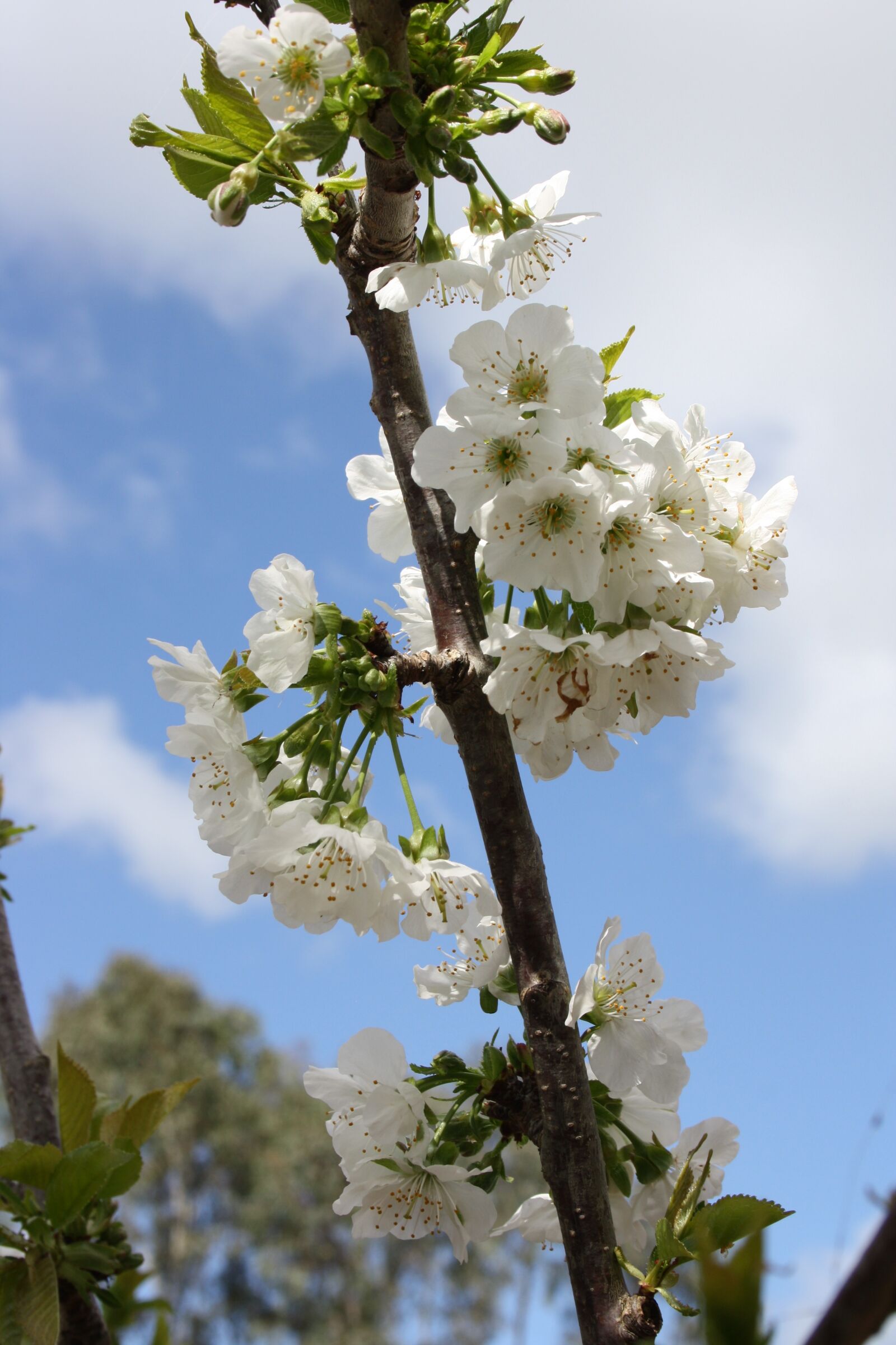 Canon EOS 1000D (EOS Digital Rebel XS / EOS Kiss F) sample photo. Blossom, fruit free, flower photography