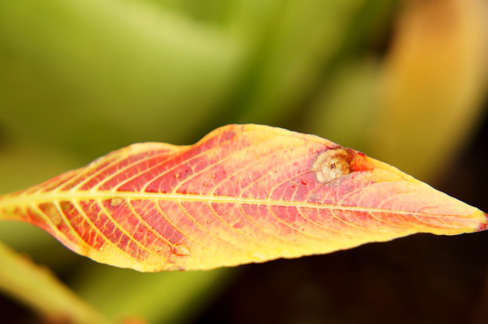 Sony Alpha NEX-F3 + Sony E 18-55mm F3.5-5.6 OSS sample photo. Red, red leaves, background photography