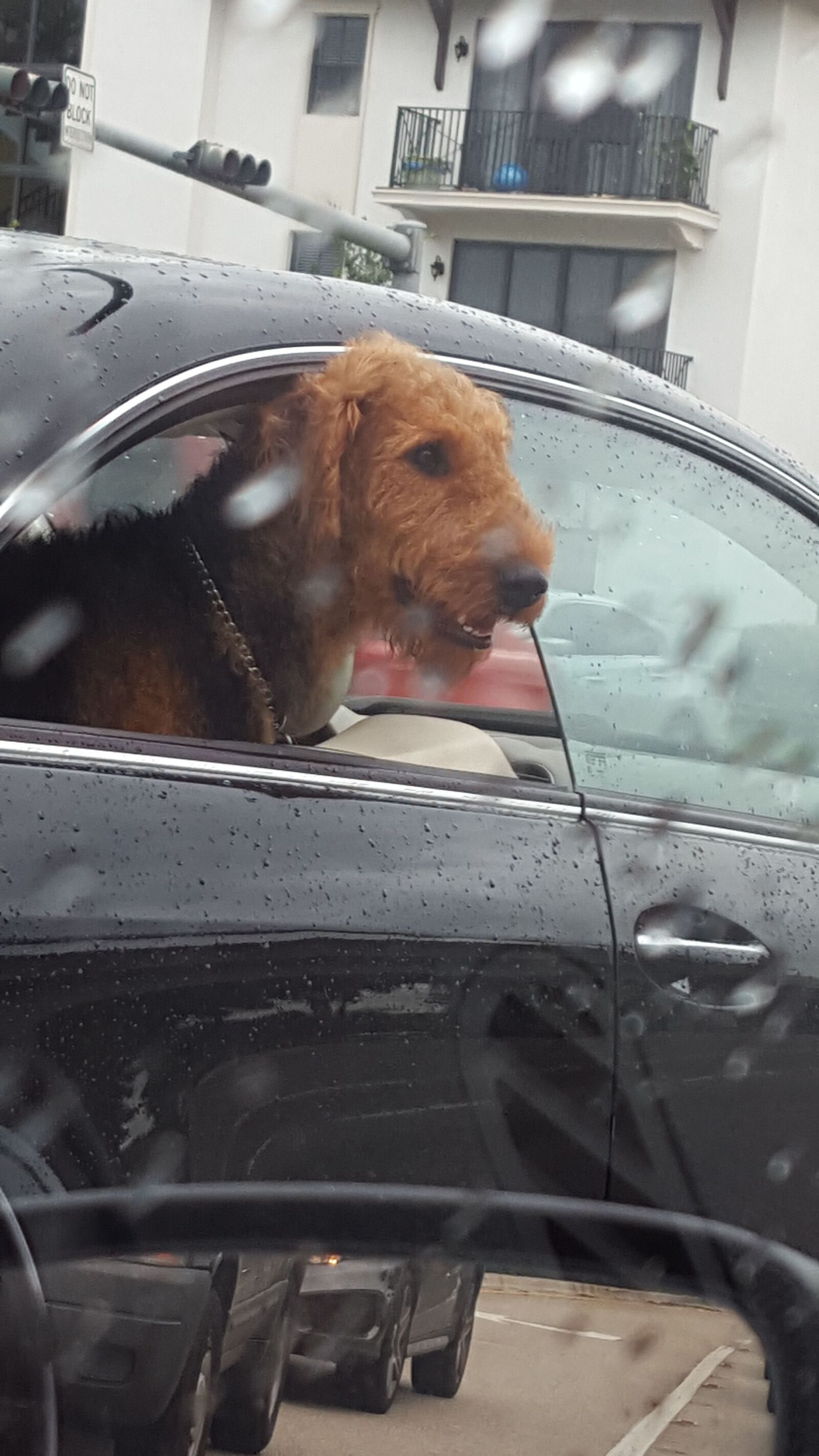 Samsung Galaxy S6 sample photo. Dog, pet, car and photography