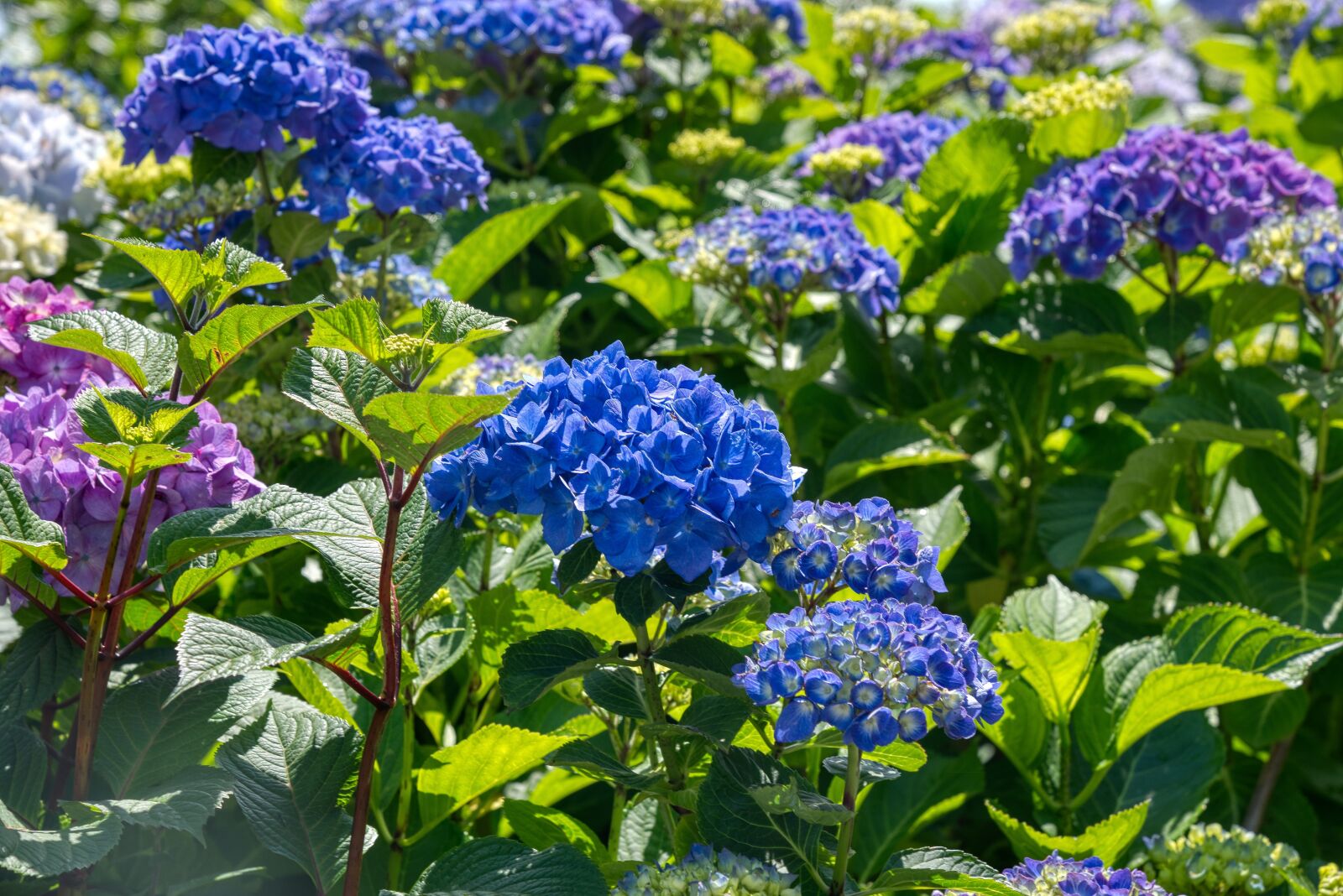 Nikon D750 sample photo. Hydrangeas, hydrangea, hydrangeaceae photography
