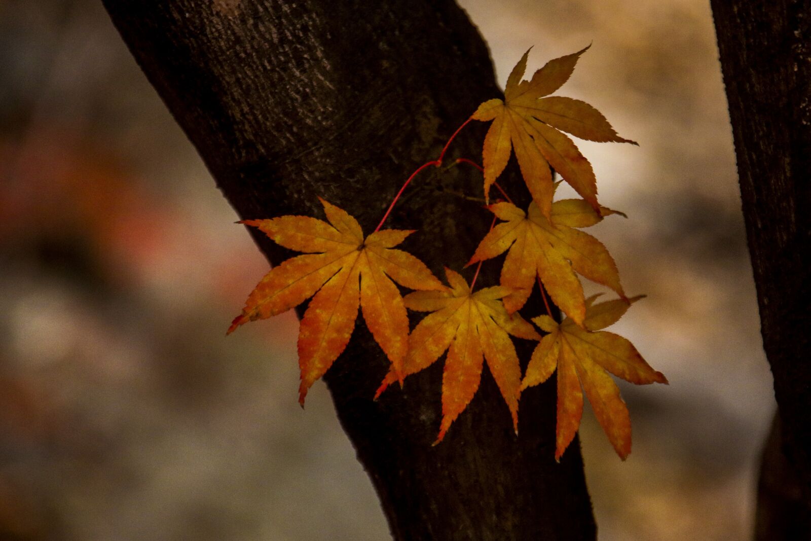 Canon EOS 70D sample photo. Autumn leaves, autumn, leaves photography