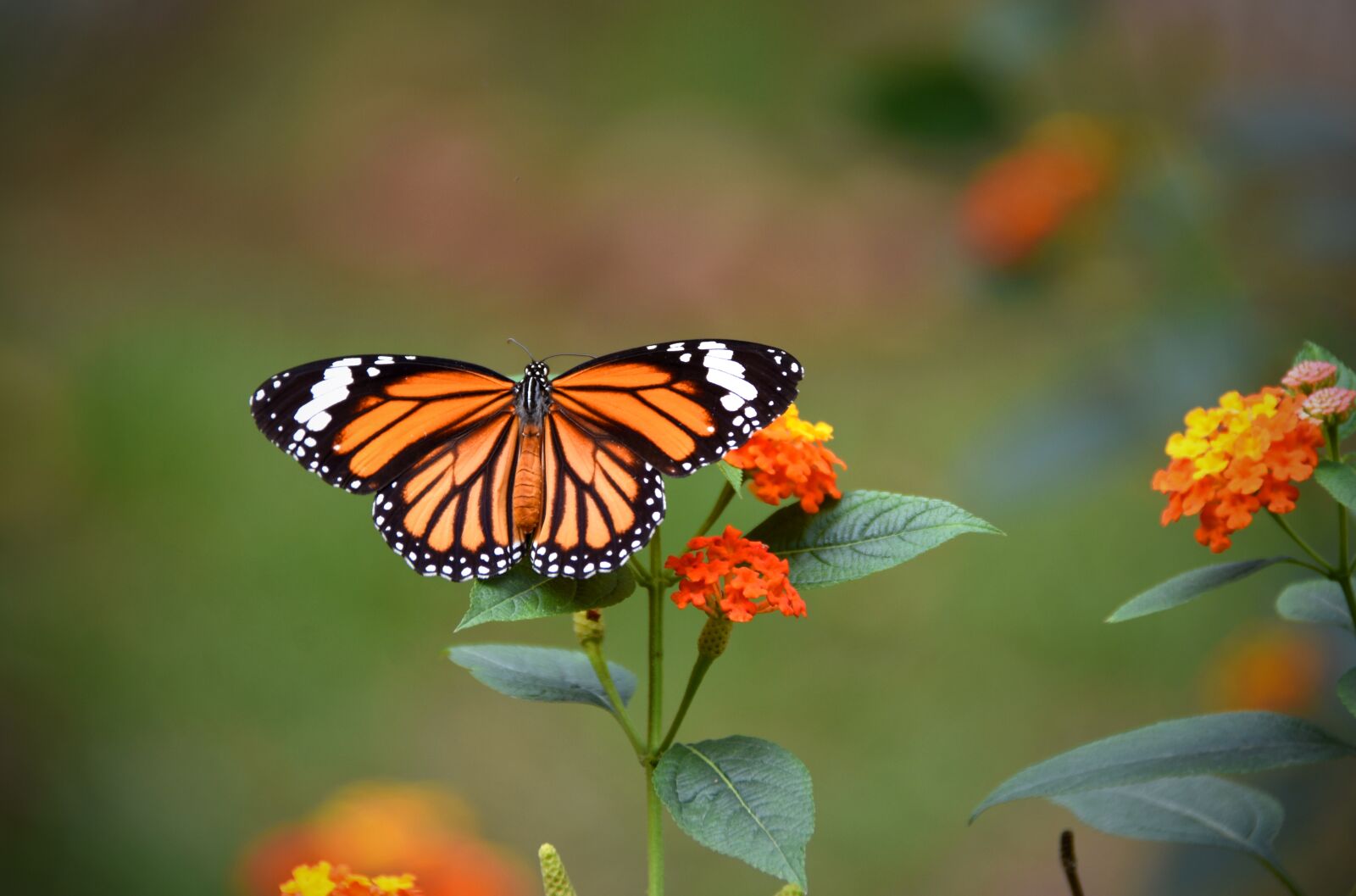 Nikon D7200 sample photo. Tiger tiger butterfly, wings photography