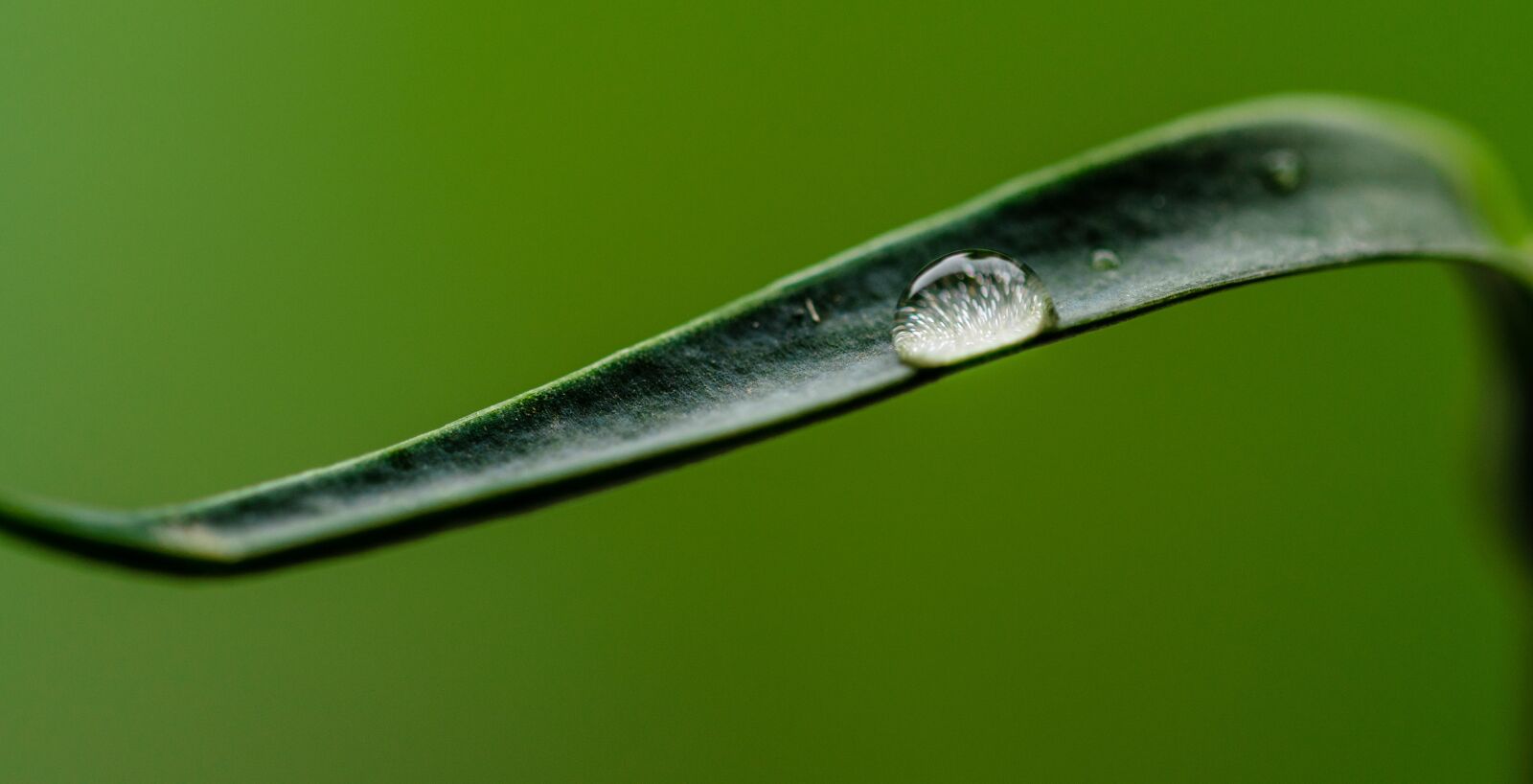 Nikon D7000 sample photo. Water, drop, grass photography