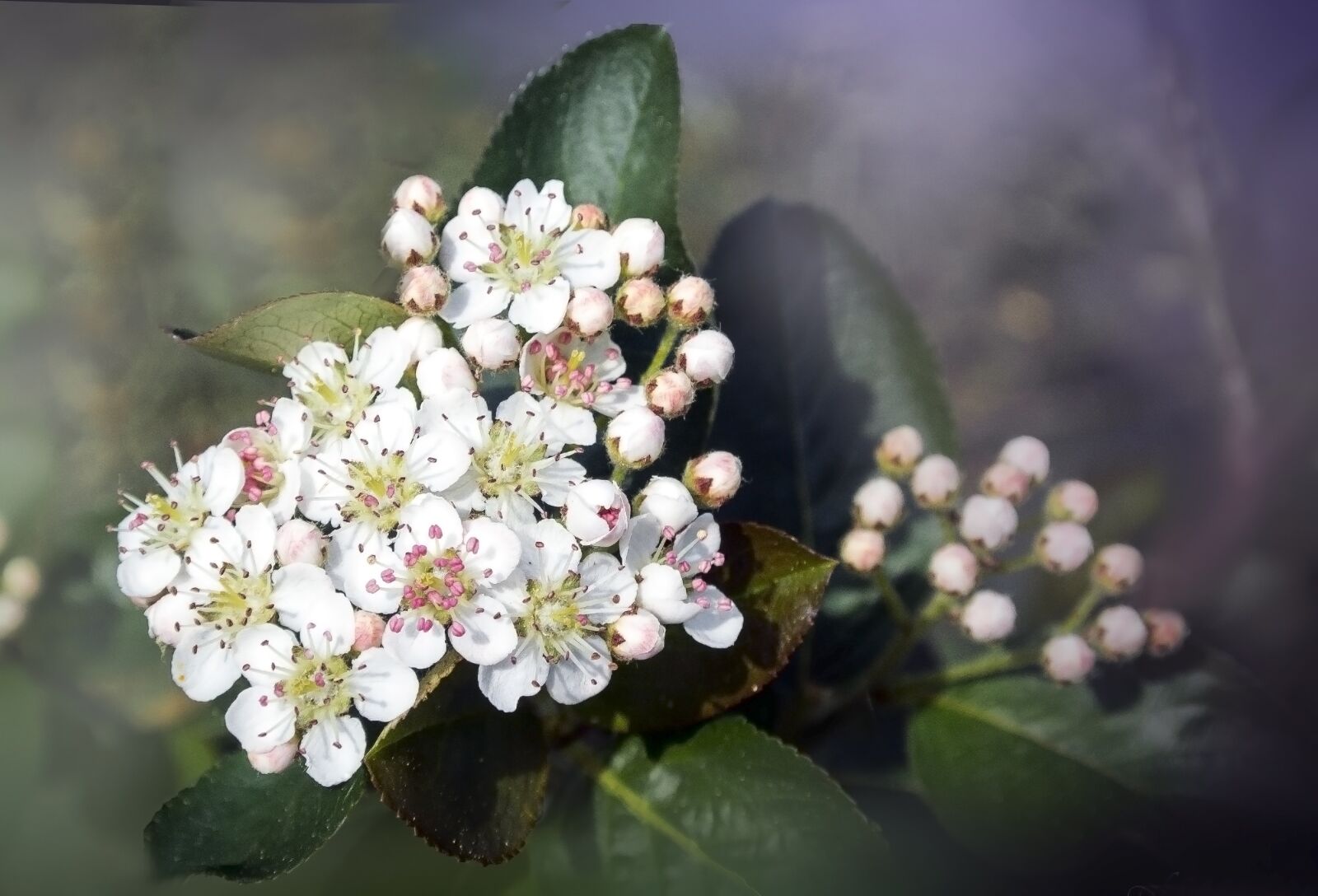 Nikon 1 Nikkor VR 10-30mm F3.5-5.6 sample photo. Flower, flowers, spring photography