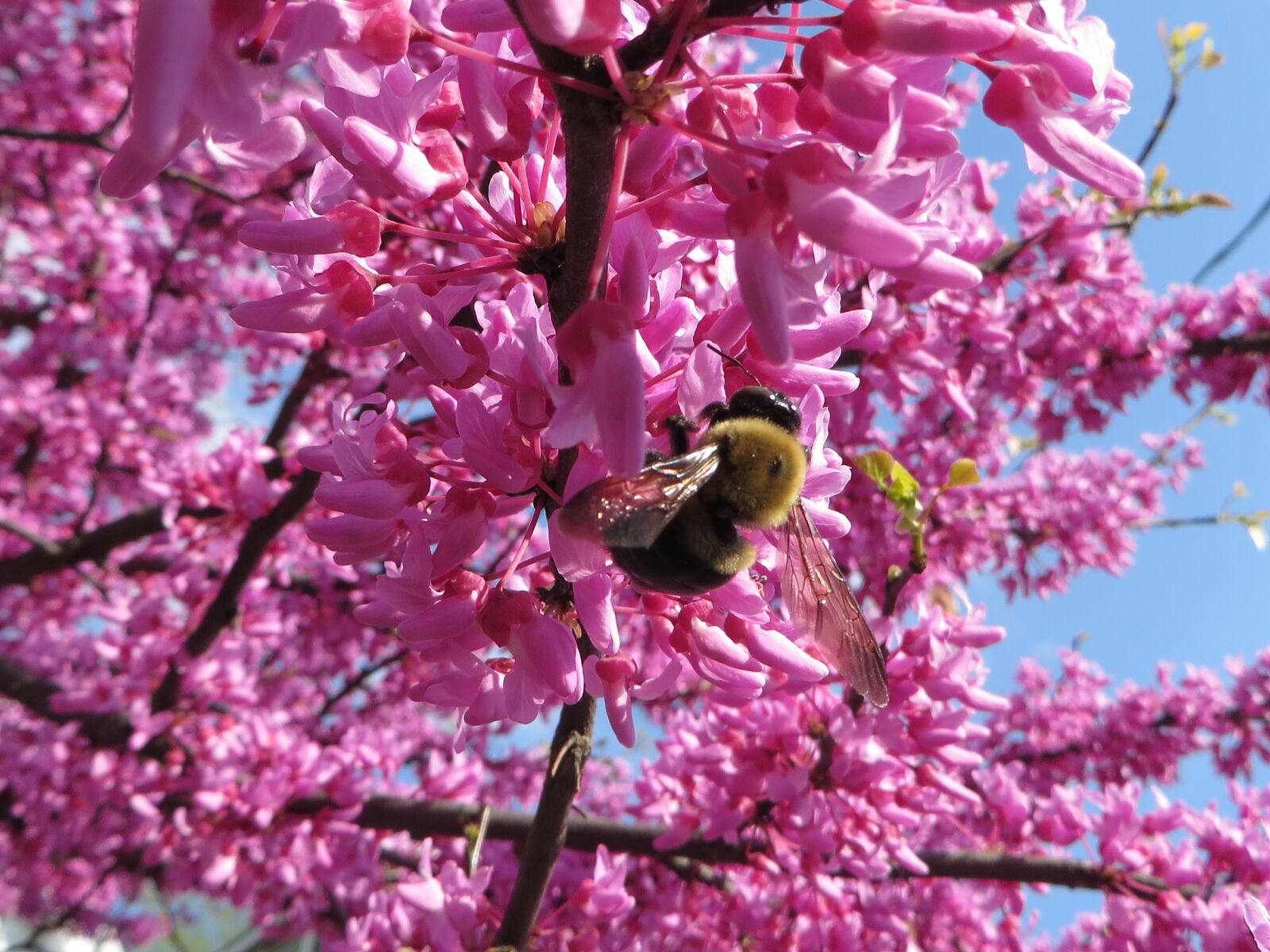 Canon PowerShot SX270 HS sample photo. Bee, summer, blossom photography