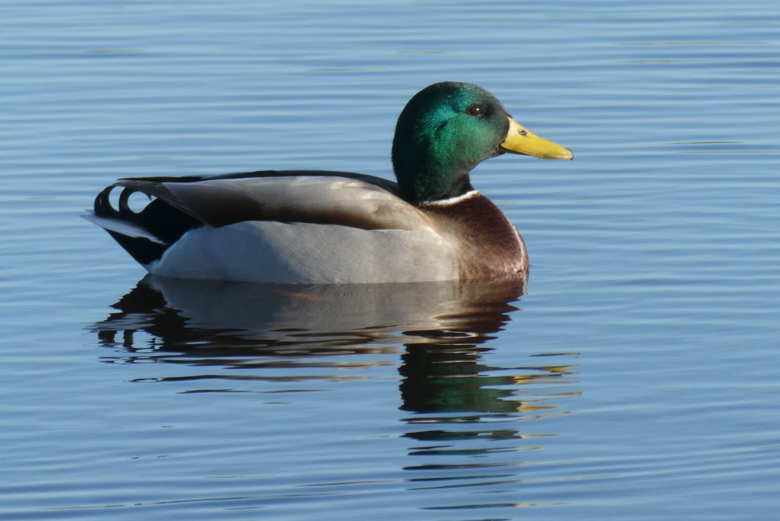 Panasonic Lumix DC-ZS70 (Lumix DC-TZ90) sample photo. Duck, ditch, reflection photography
