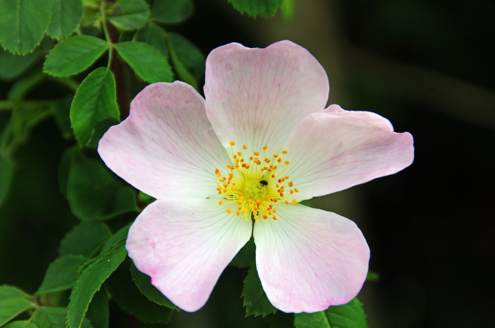 Pentax K-5 sample photo. Eglantine, rosa, wild rose photography