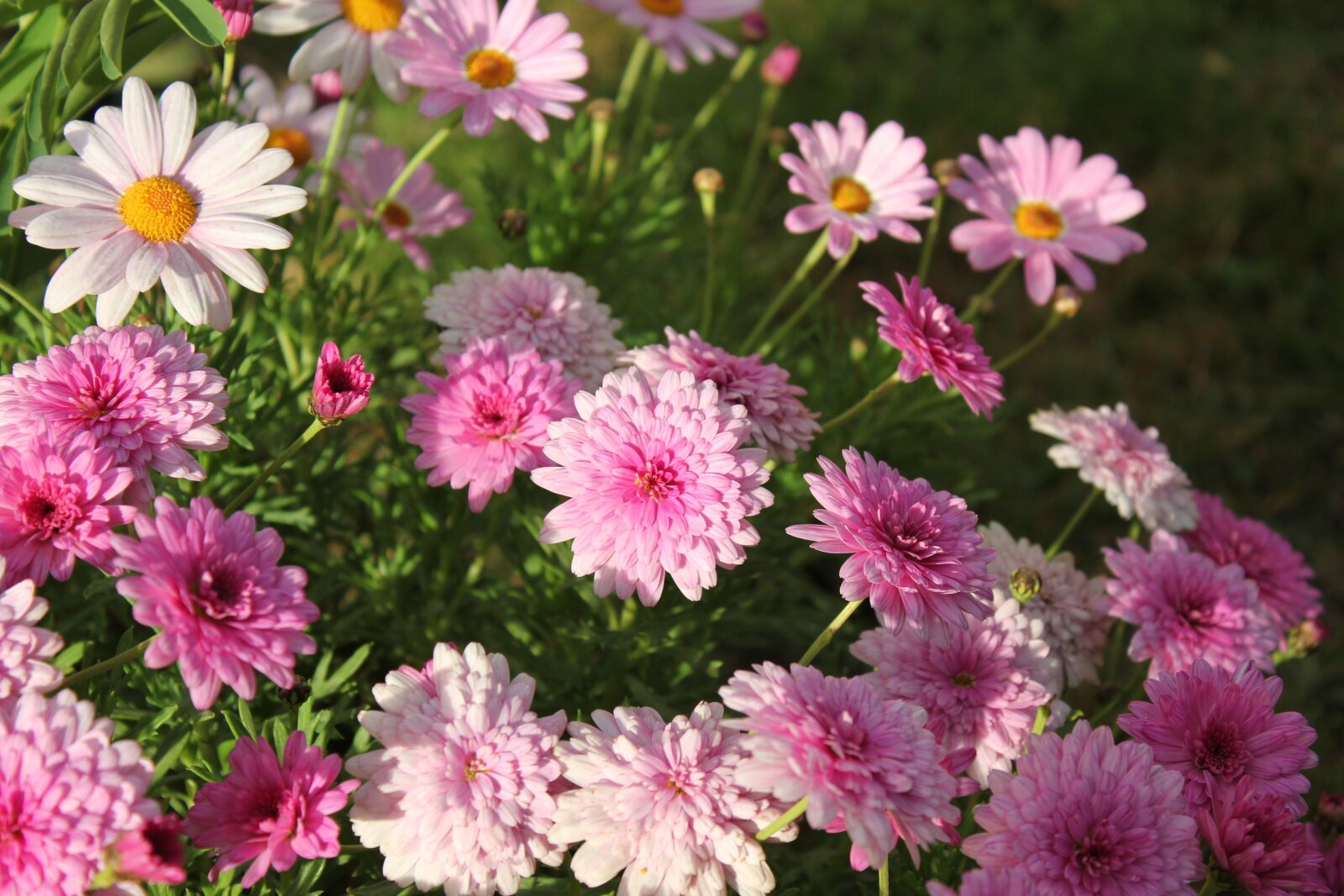 Canon EOS 550D (EOS Rebel T2i / EOS Kiss X4) sample photo. Colors, flowers, pink photography