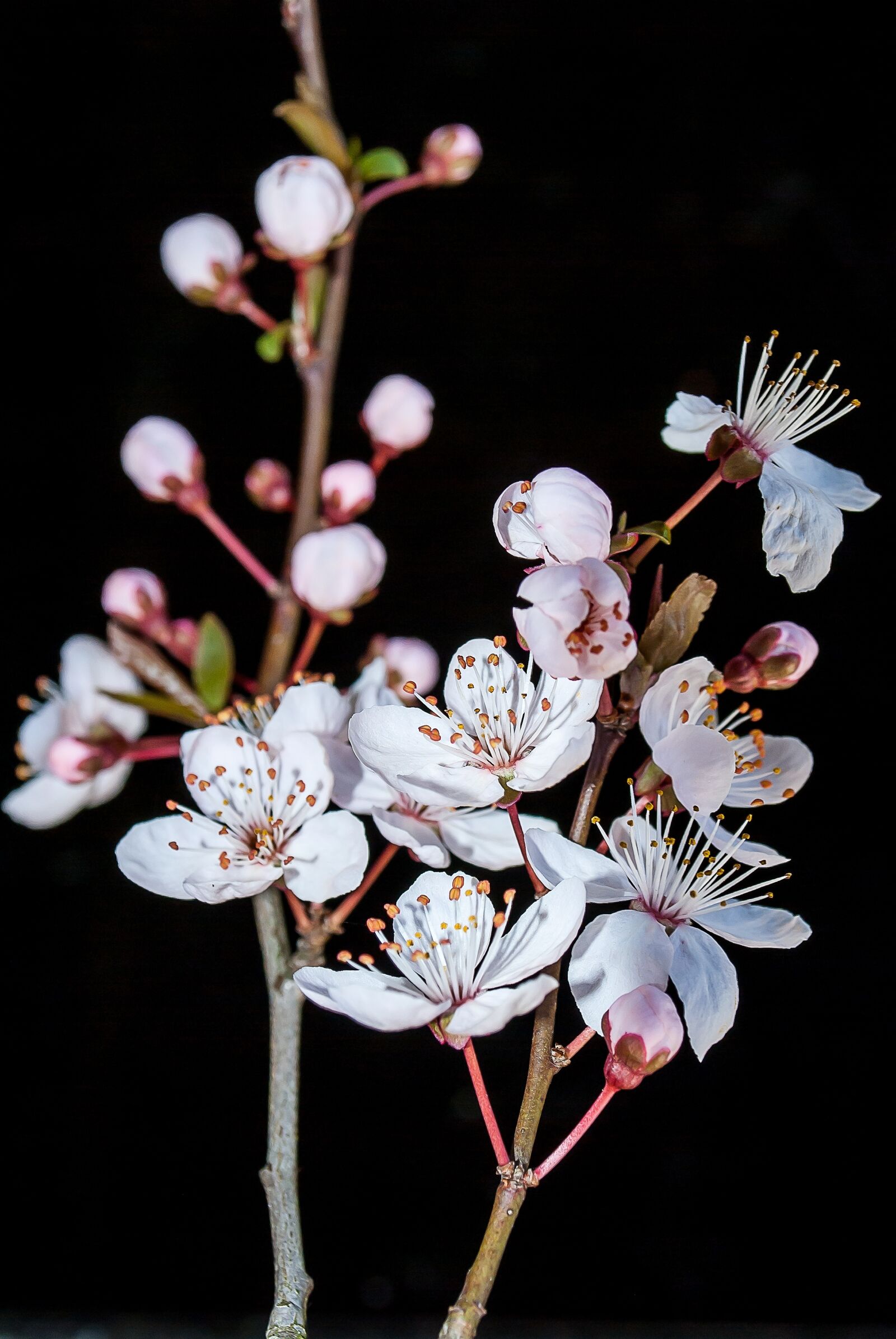 Nikon D3000 sample photo. Blossom, spring, nature photography