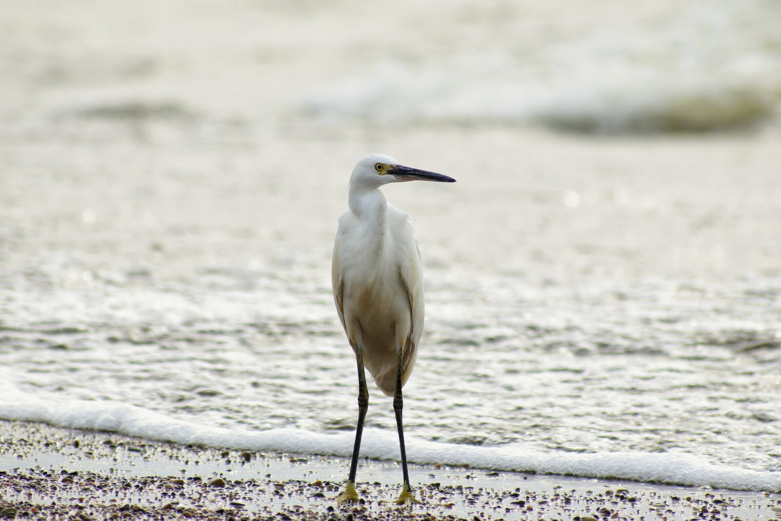 VR 70-300mm f/4.5-6.3G sample photo. Animal, sea, river photography