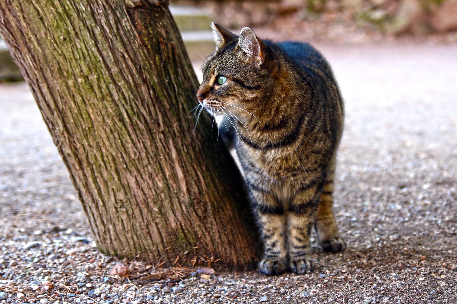 Canon EOS 70D sample photo. Cat, animals, cats photography